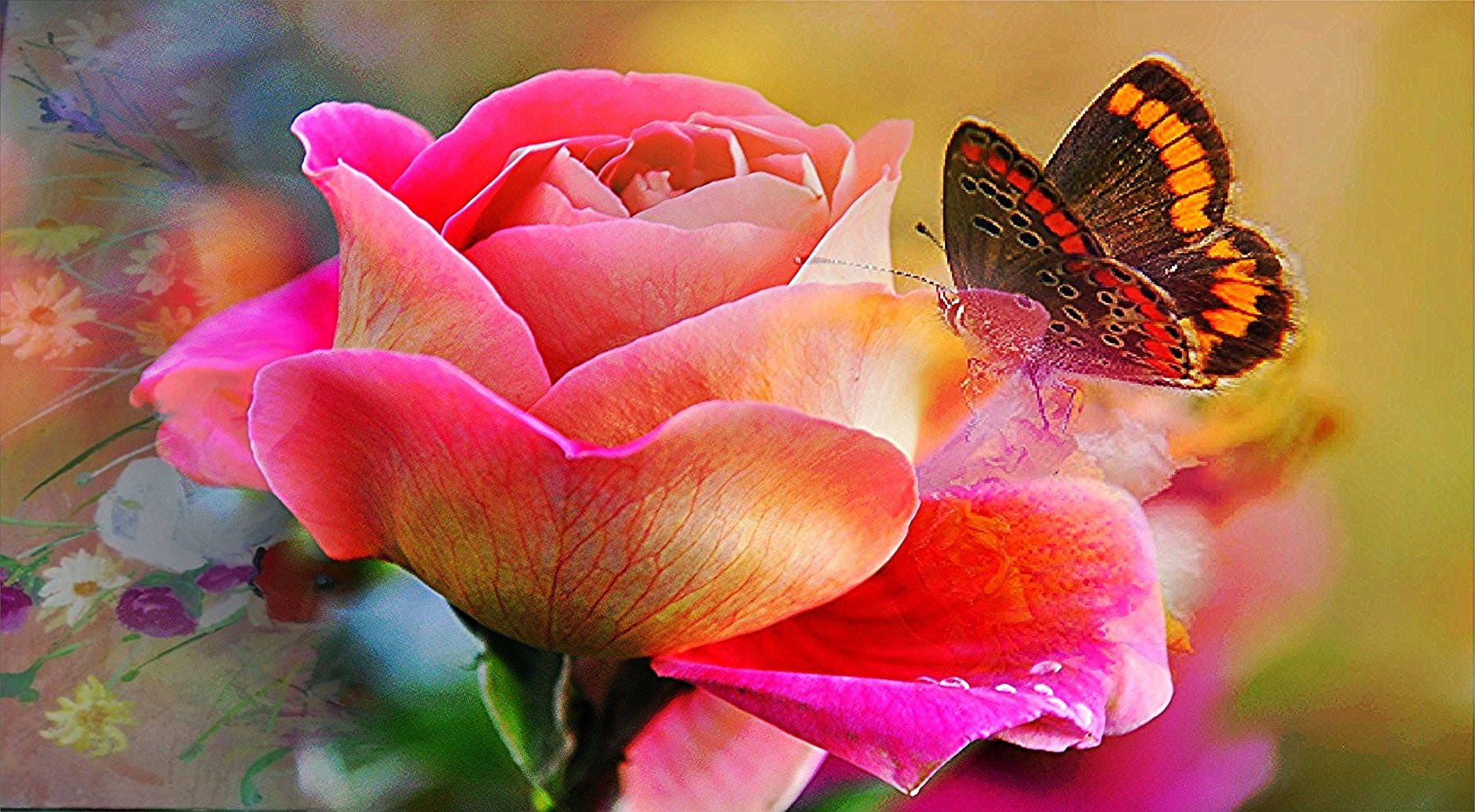 pink roses, butterfly, vibrant pink rose, HD Desktop Wallpaper
