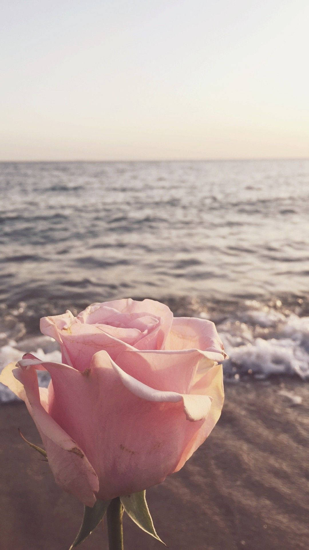 pink roses, sandy beach, ocean waves, Full HD Phone Wallpaper