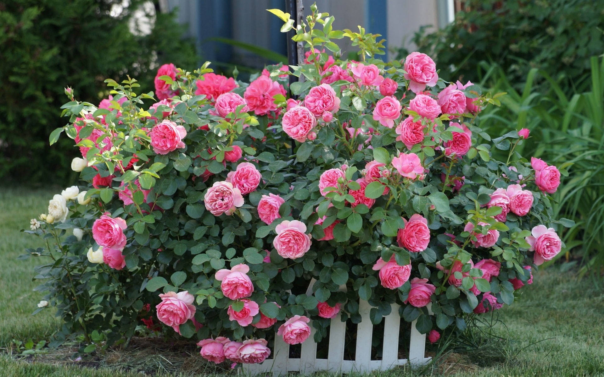 pink roses, shrub, white picket fence, Full HD Desktop Wallpaper