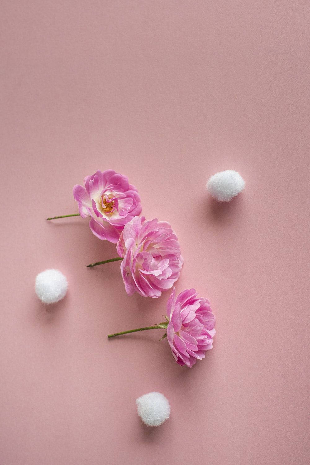 pink peonies, fluffy white pom-poms, soft pink textured surface, HD Phone Wallpaper