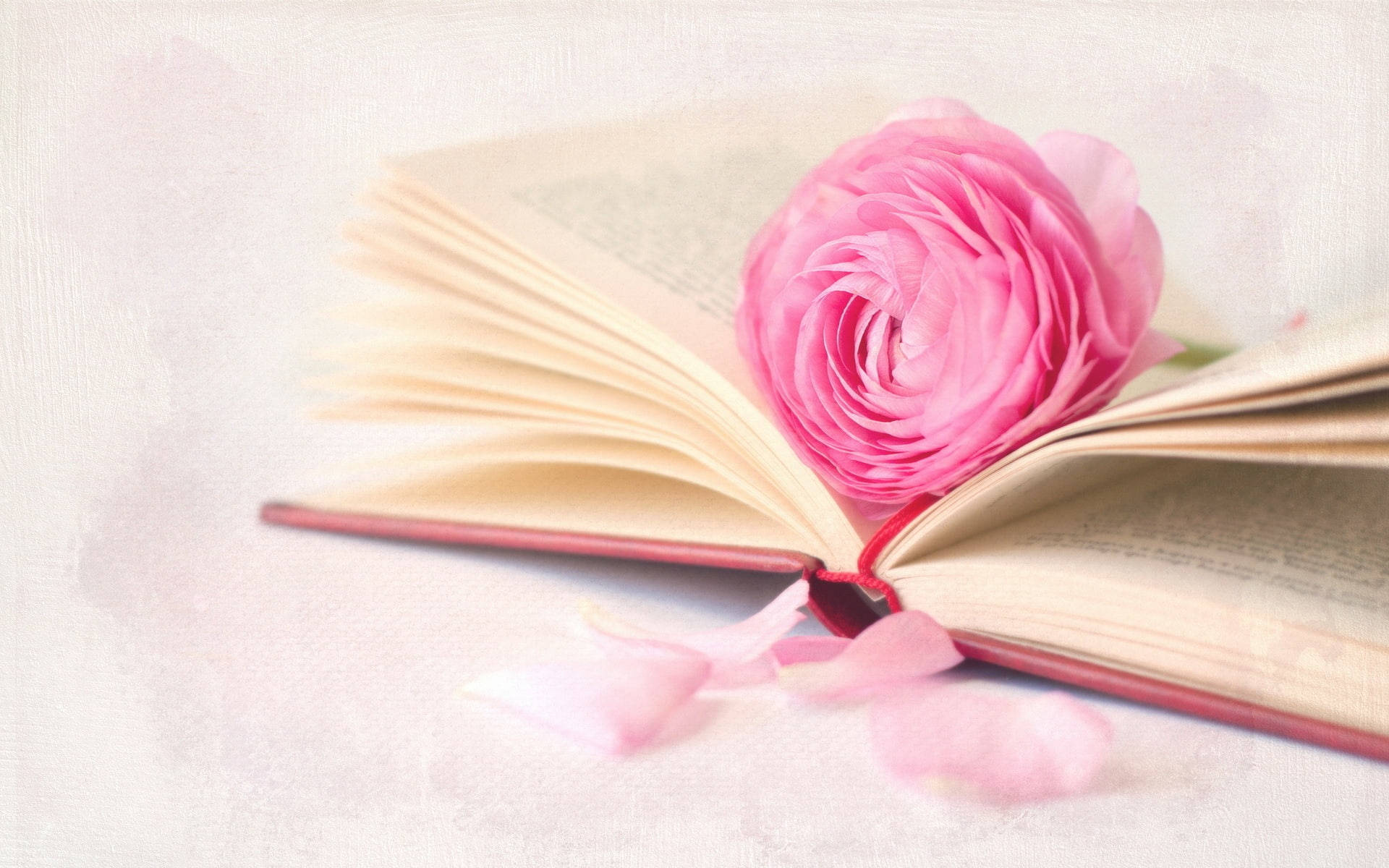pink ranunculus, open book, scattered petals, Full HD Desktop Wallpaper