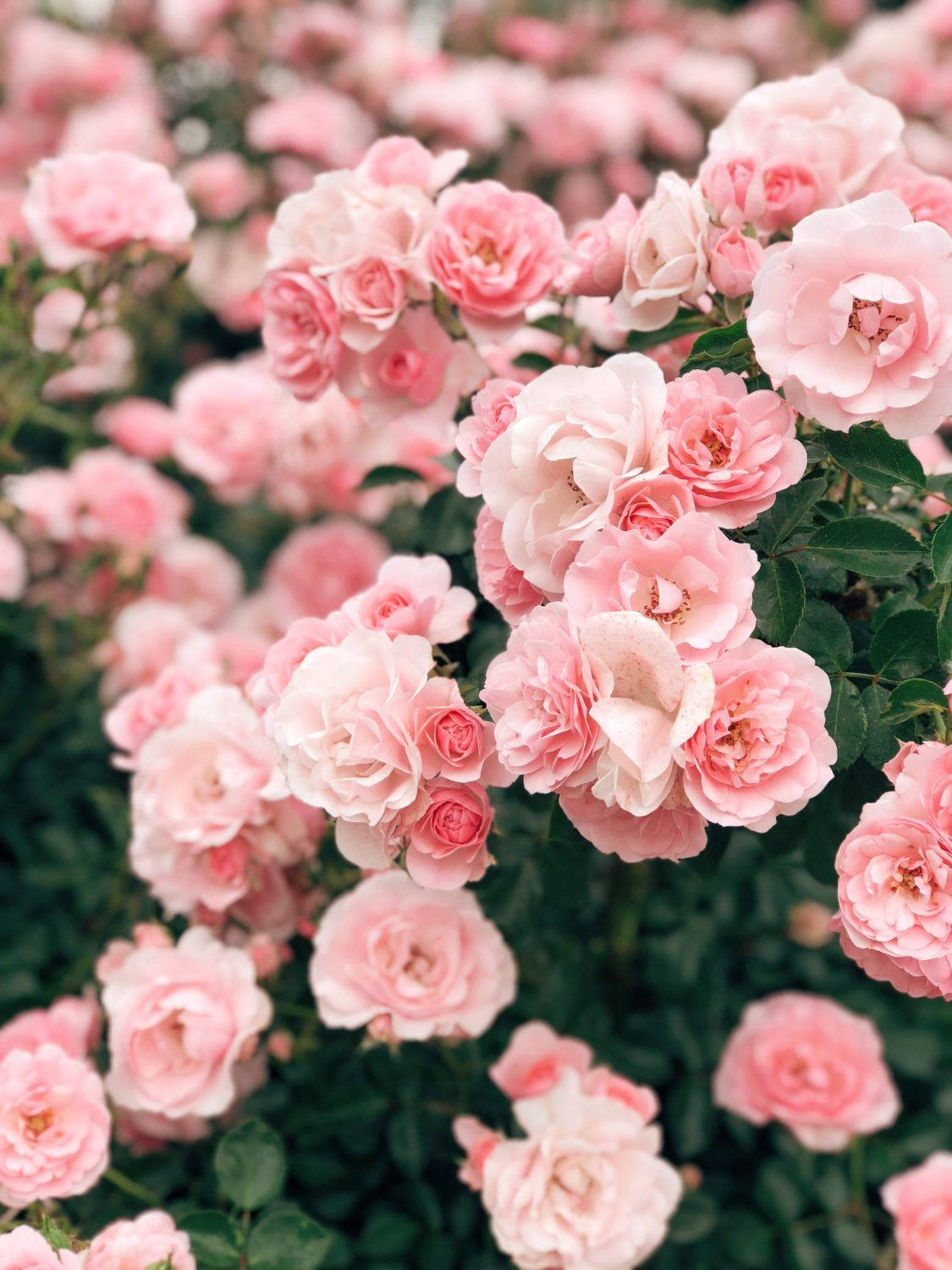 pink vintage aesthetic, soft pink roses, full bloom, HD Phone Wallpaper