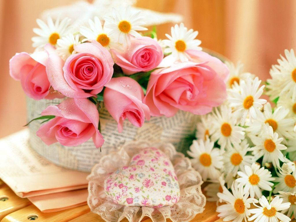 pink roses, white daisies, dewdrops, SD Desktop Wallpaper