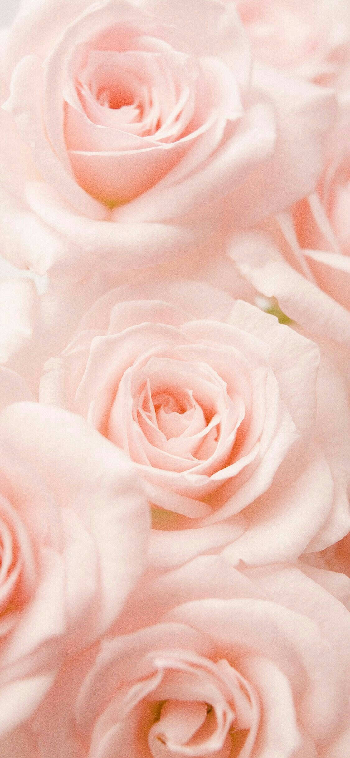 pale pink roses, delicate, layered petals, Full HD Phone Wallpaper