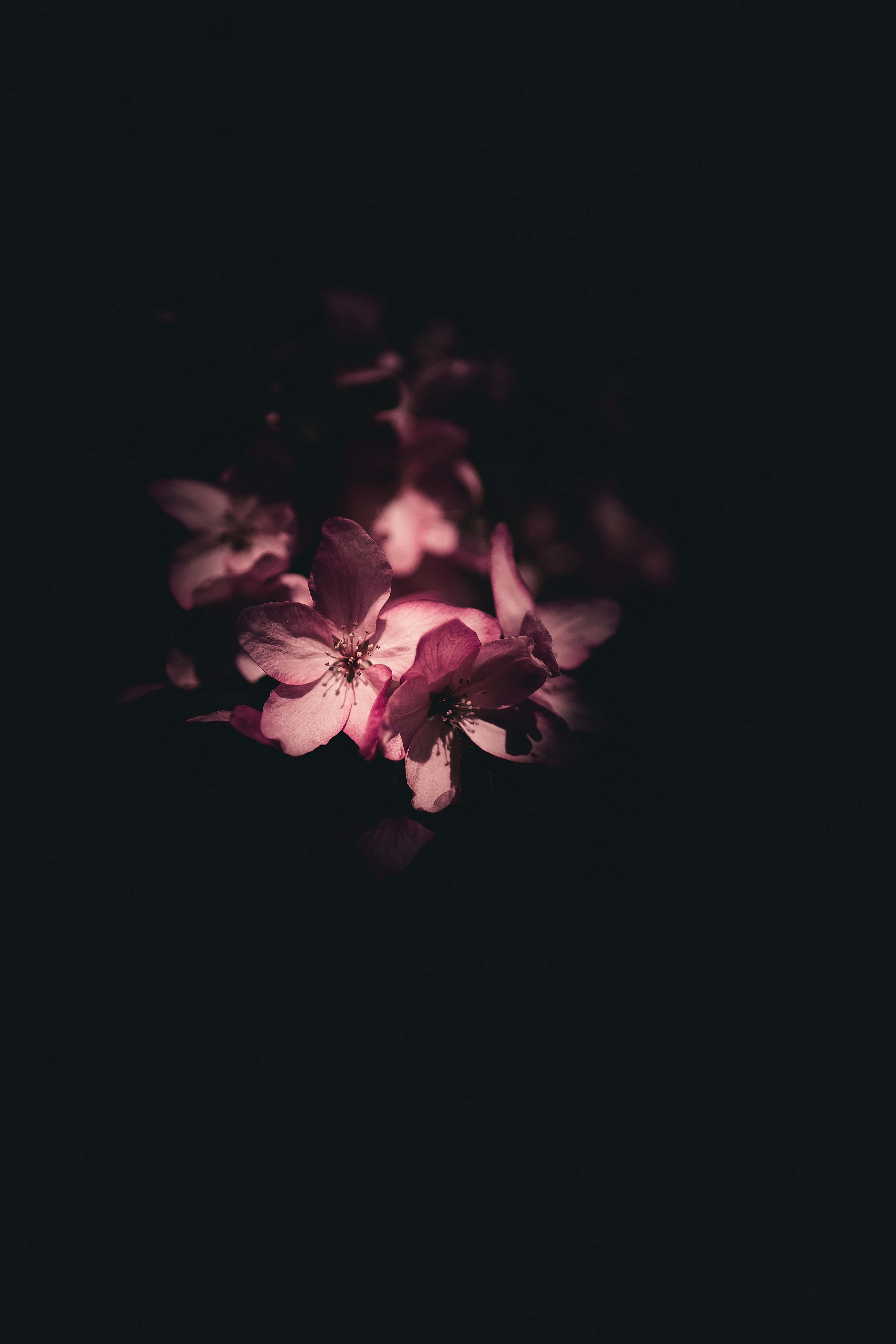 black, pink, cherry blossoms, 5K Phone Wallpaper