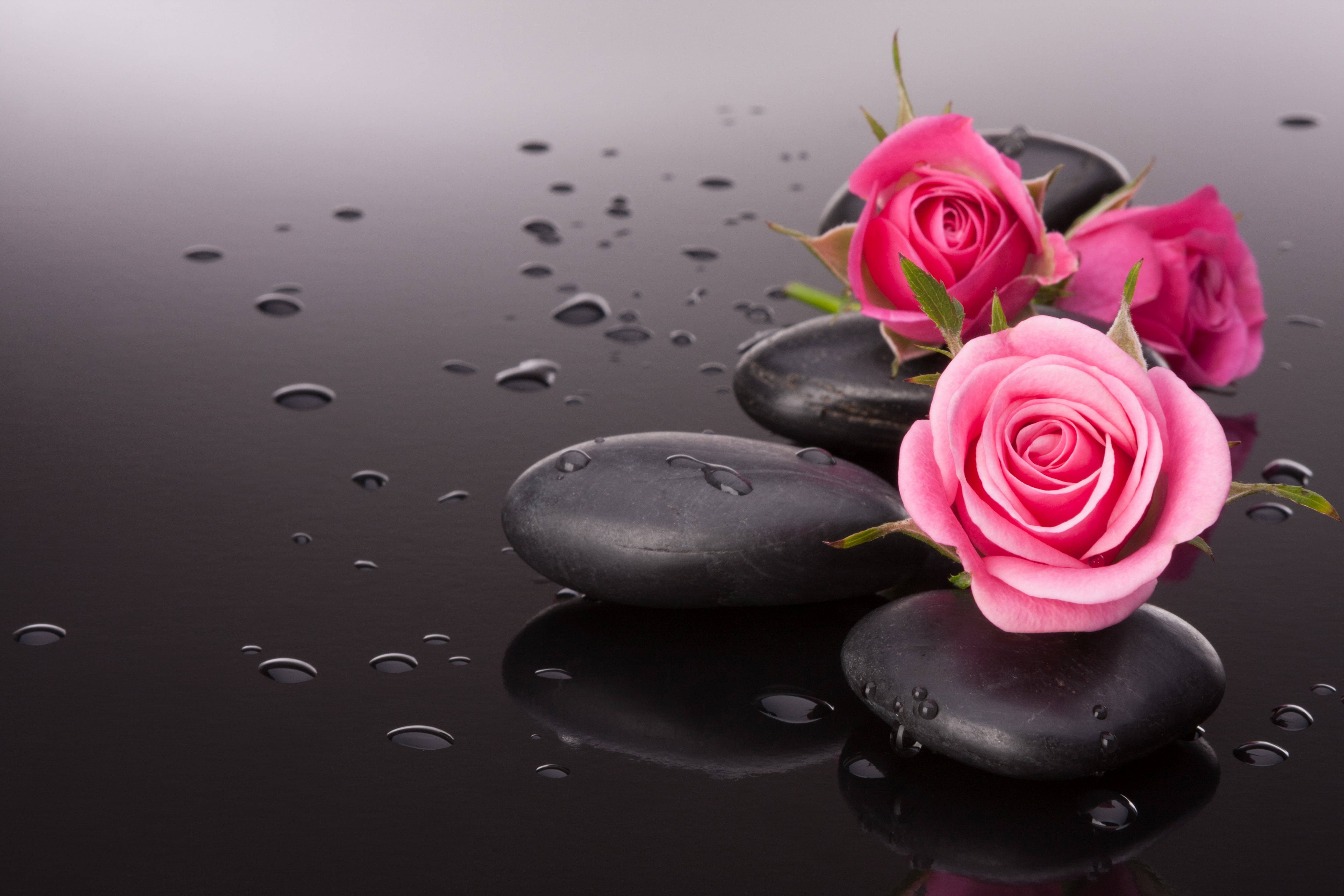 Pink Roses, vibrant pink roses, smooth black stones, 4K Desktop Wallpaper