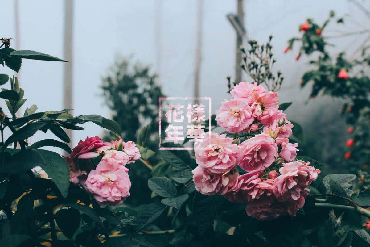 soft pink roses, deep green leaves, diffused light, SD Desktop Wallpaper