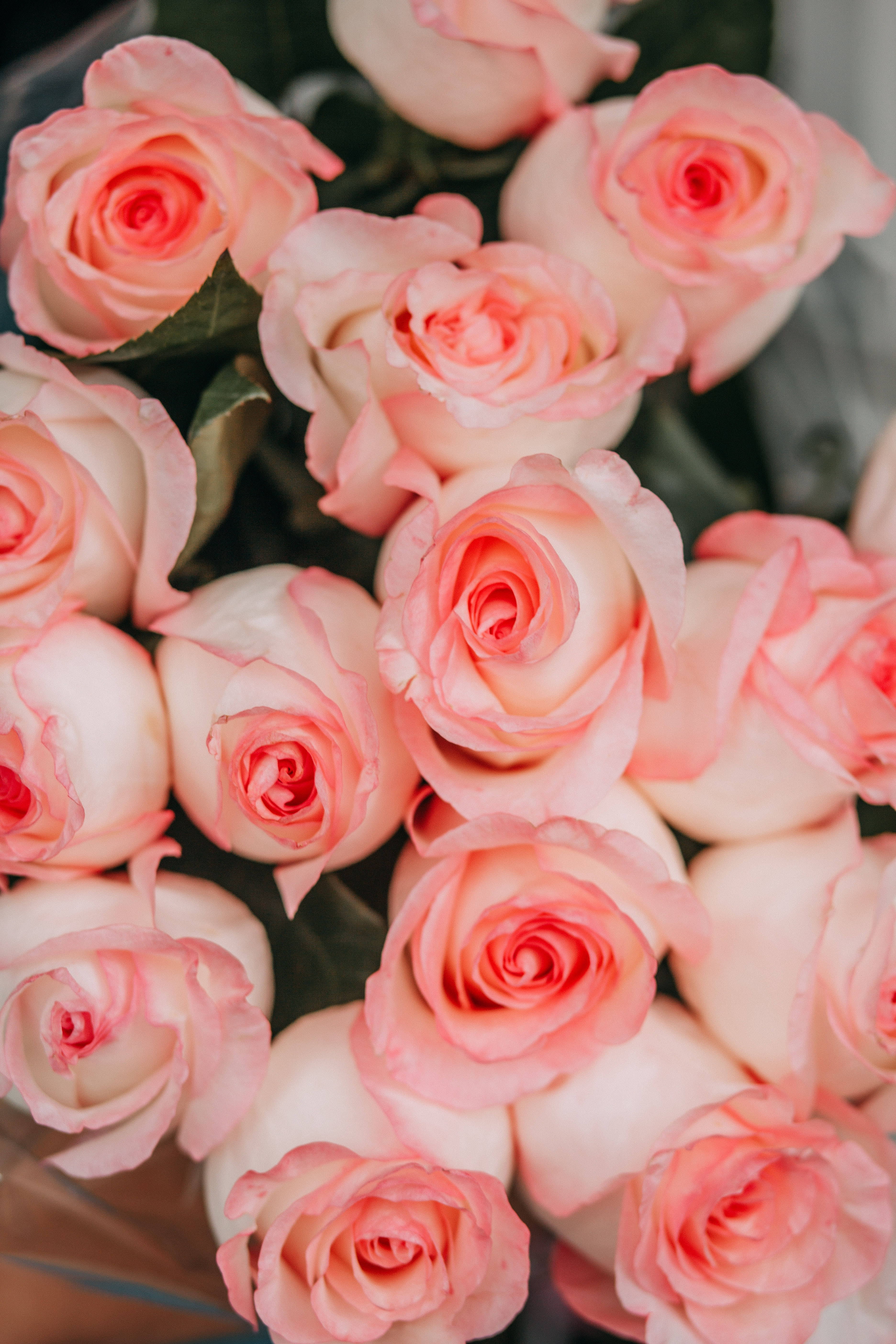 pink roses, soft pink roses, delicate petals, 5K Phone Wallpaper