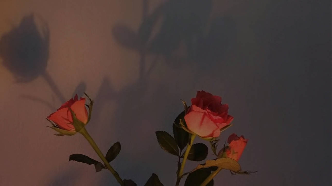 pink roses, muted wall, warm ambient light, HD Desktop Wallpaper