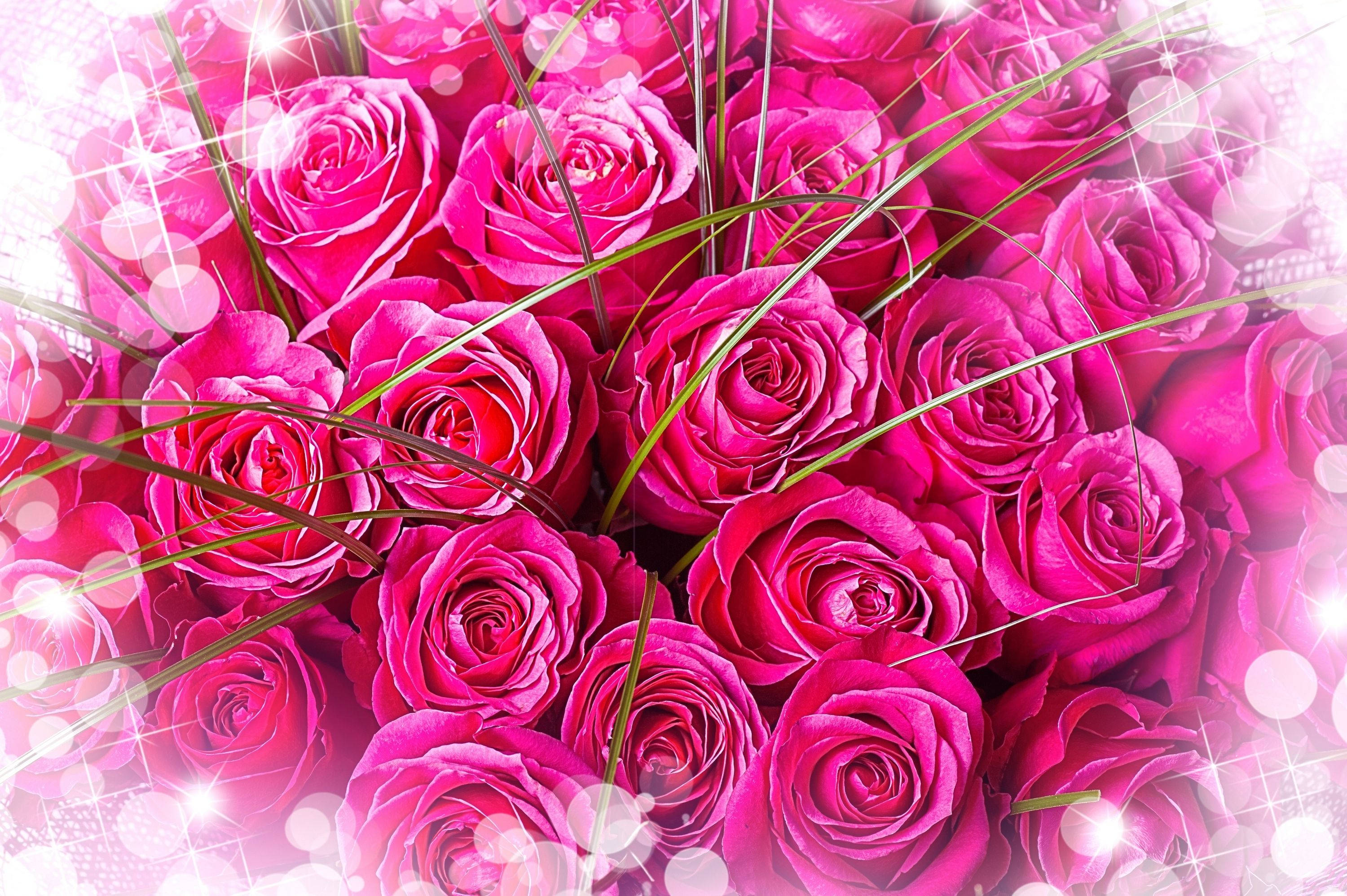 bright pink roses bouquet, vibrant pink roses, sparkling light effects, 2K Desktop Wallpaper