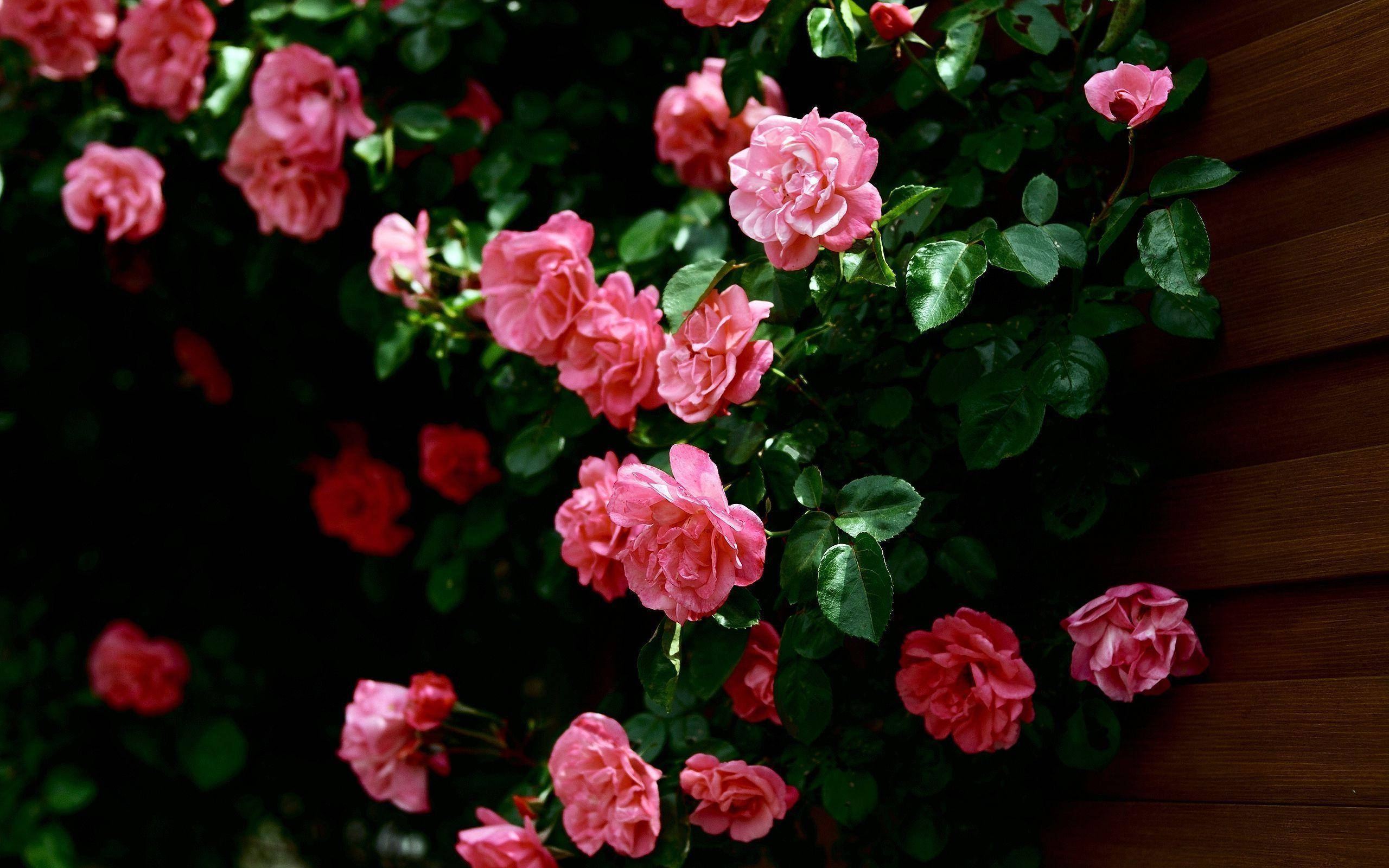 pink roses, dark wooden fence, soft natural light, 2K Desktop Wallpaper