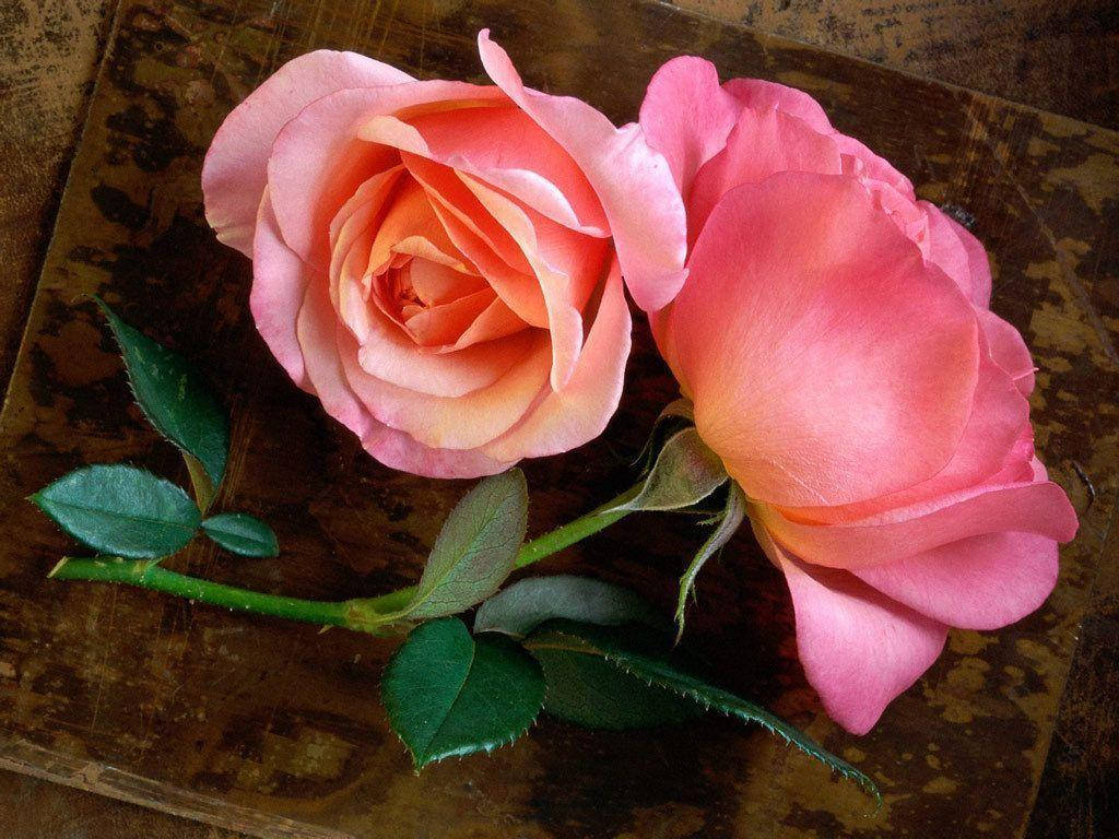 pink roses, brown cardboard, green stems, SD Desktop Wallpaper