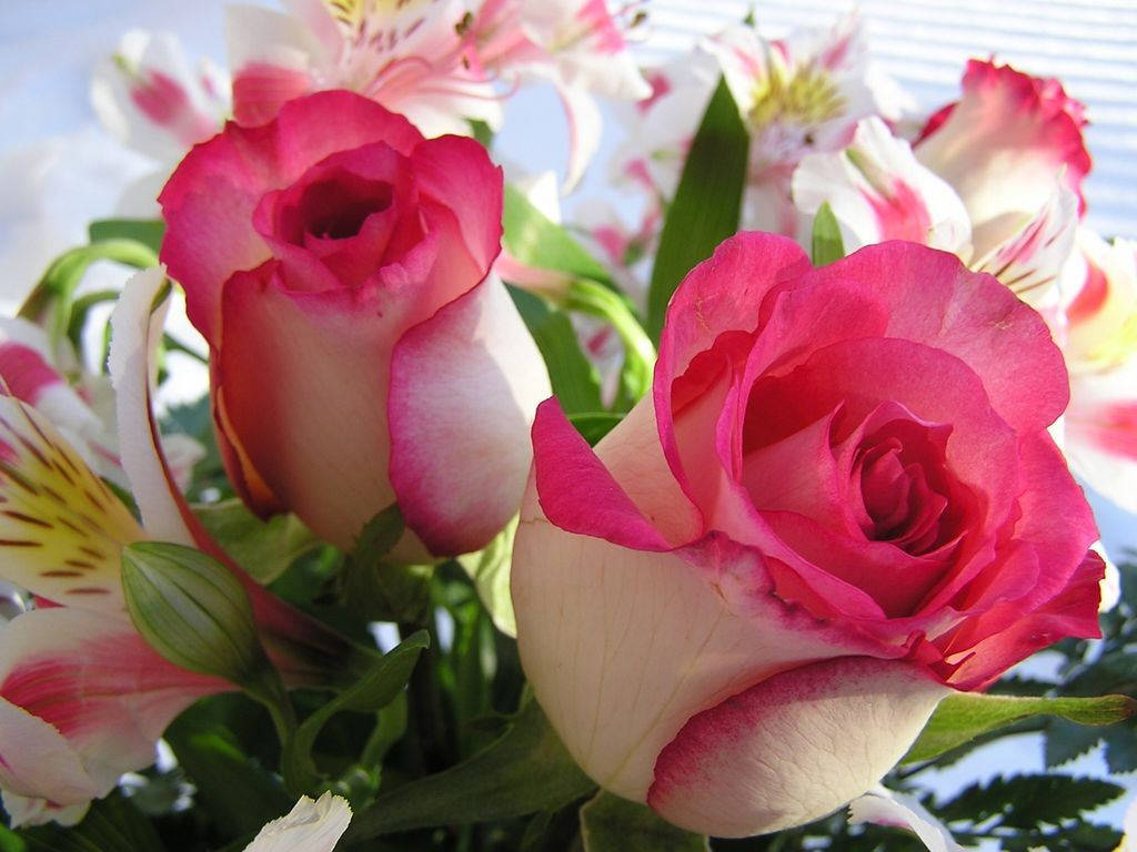 pink roses, white roses, alstroemeria, SD Desktop Wallpaper