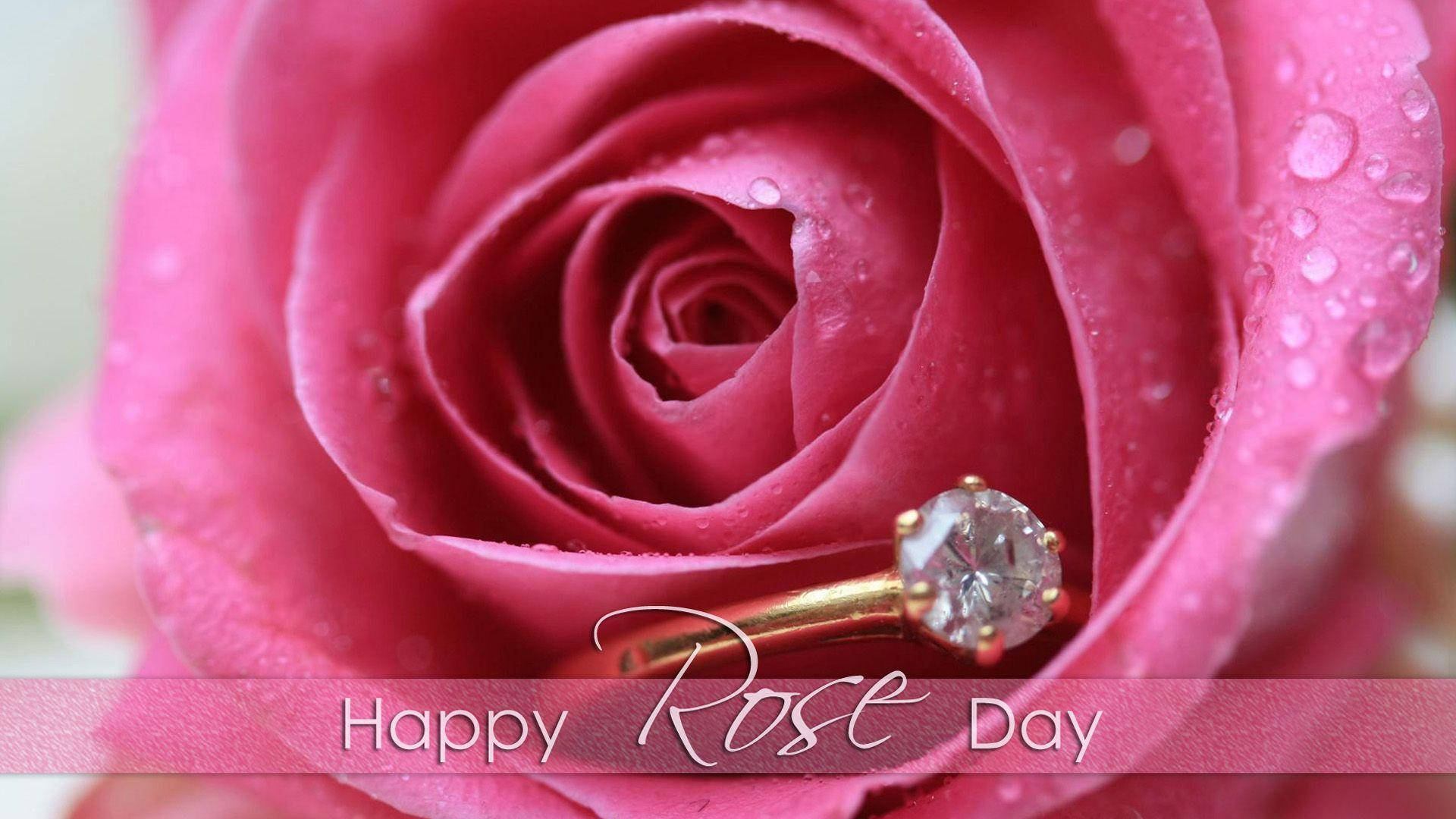 Love Rose Engagement Ring, pink rose, dew drops, Full HD Desktop Wallpaper