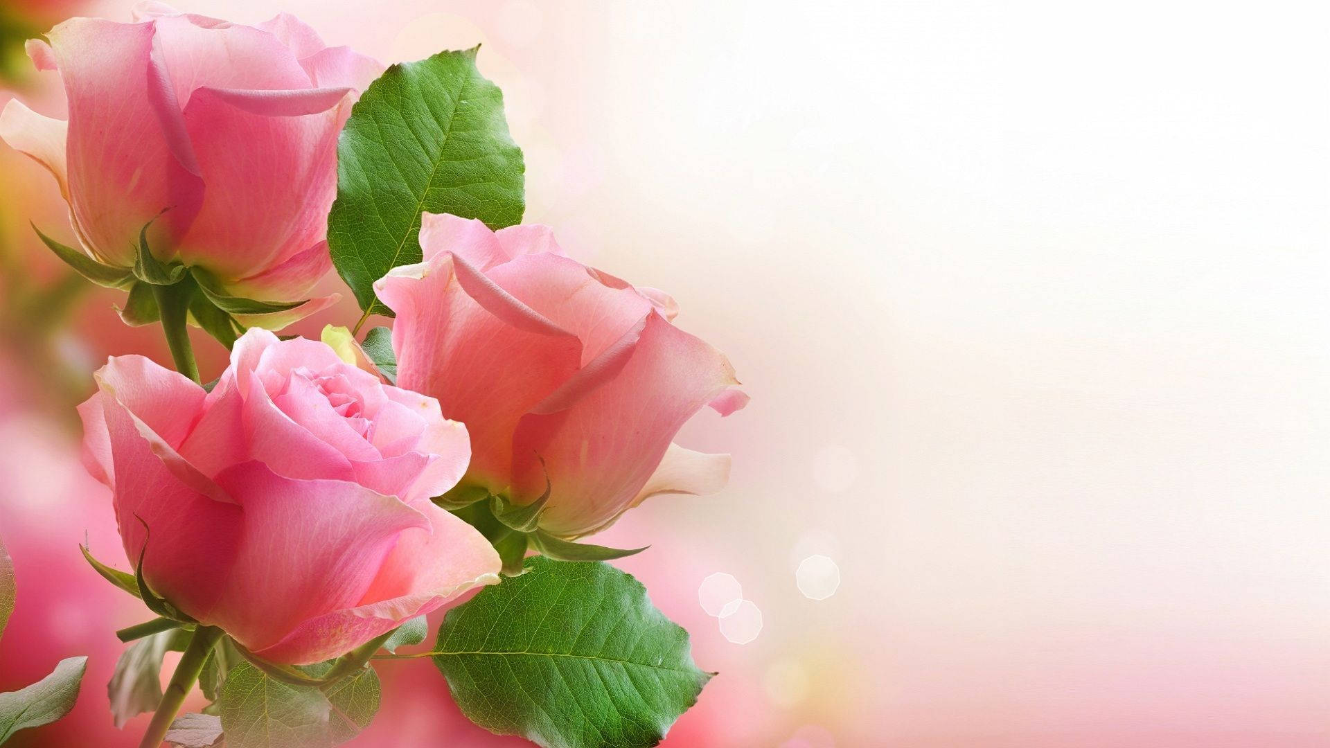 pink roses, soft pink roses, green leaves, Full HD Desktop Wallpaper