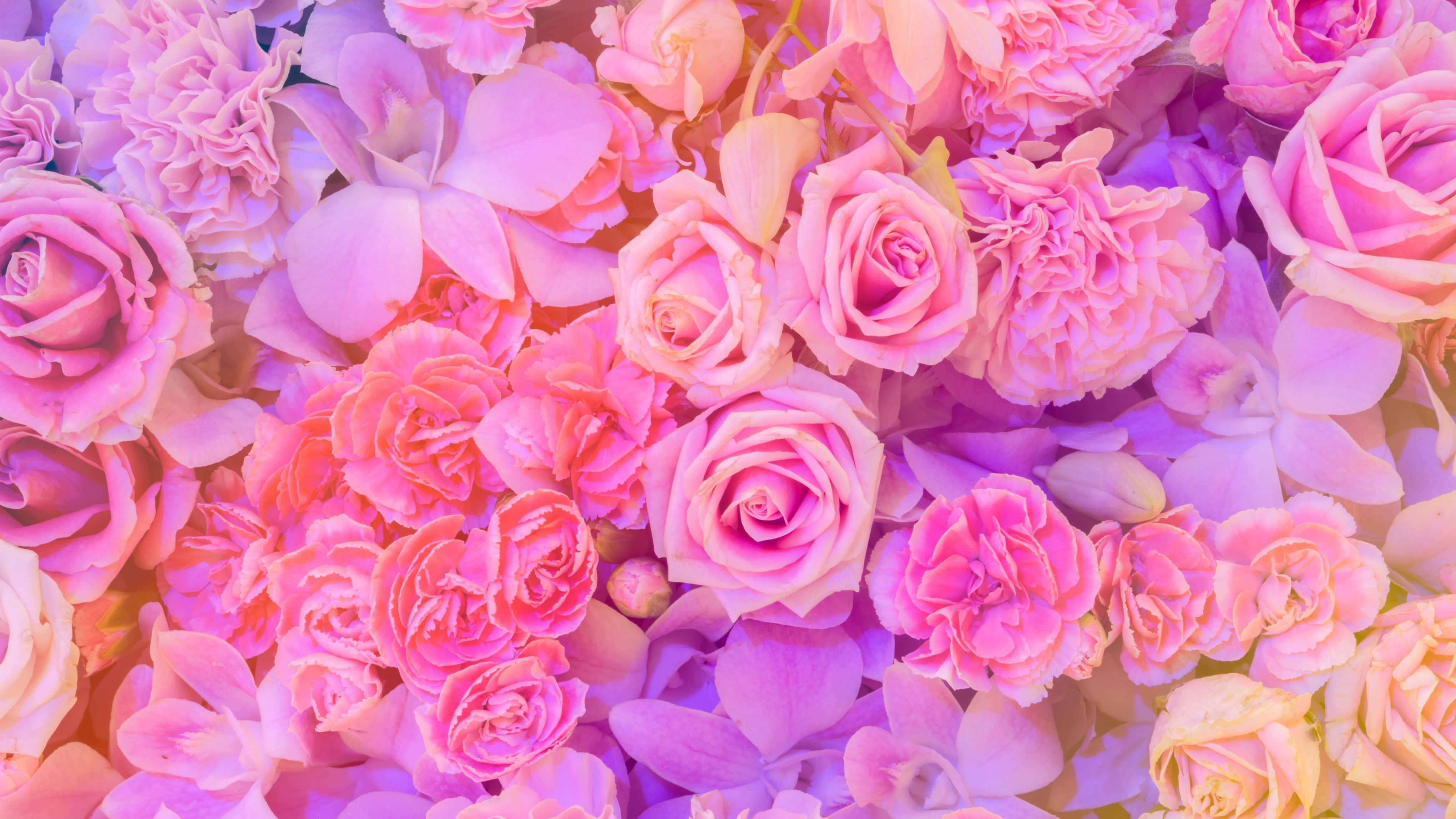 4K monitor, pink roses, orchids, 4K Desktop Wallpaper