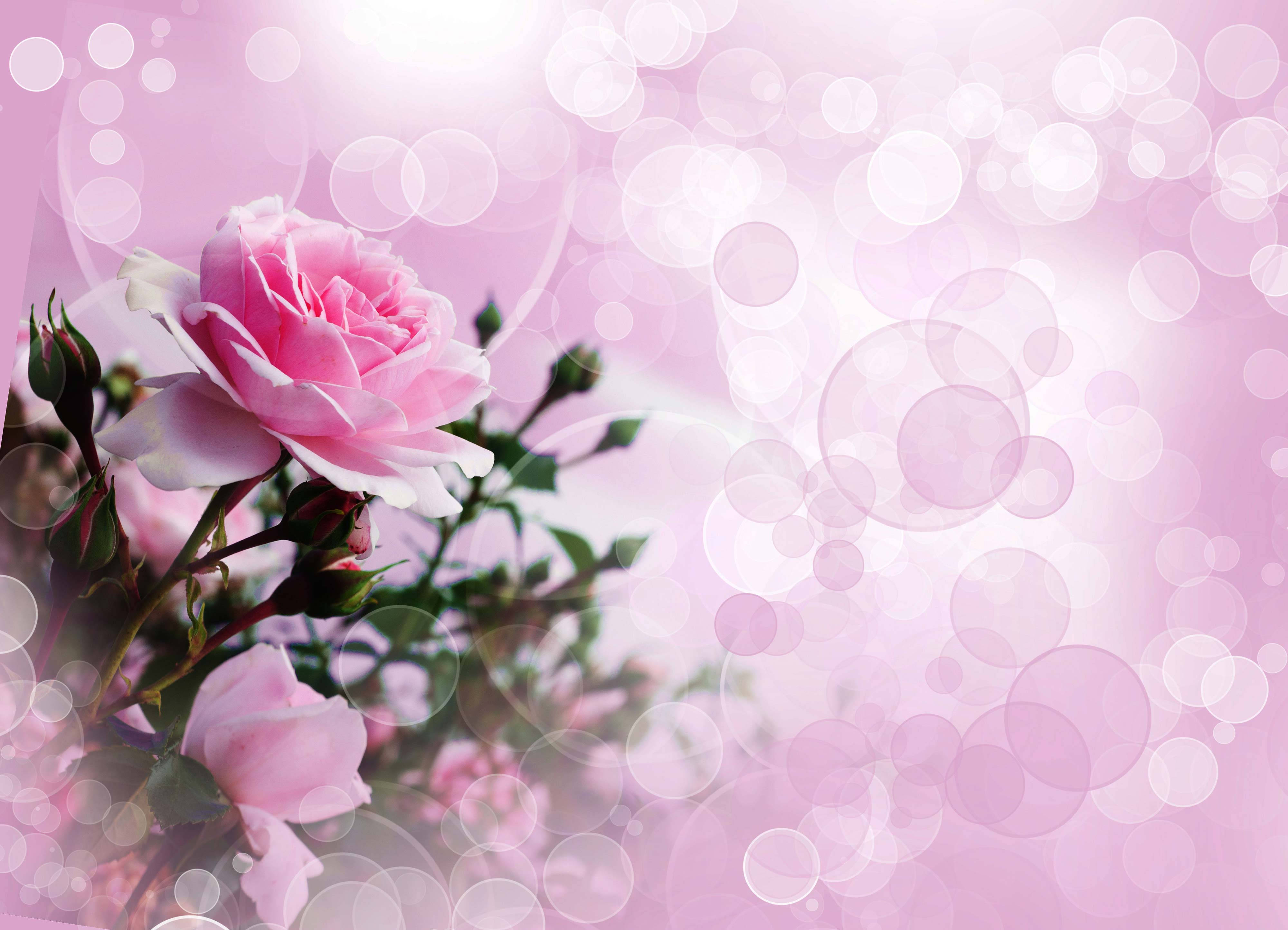 Pink Roses, pink rose, dreamy pink bokeh background, 4K Desktop Wallpaper