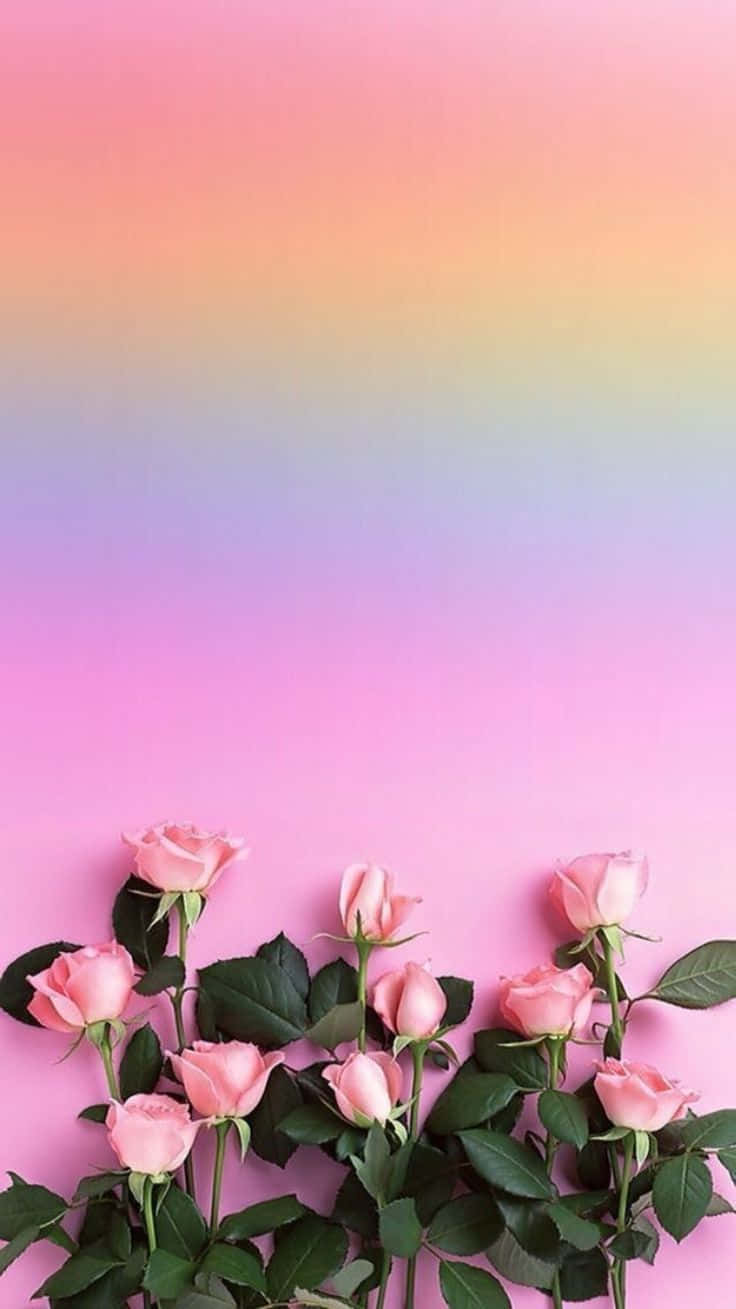 Pink roses, green leaves, soft gradient sky, HD Phone Wallpaper