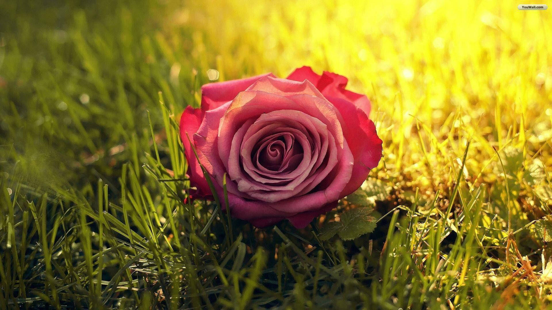 pink rose, garden of roses, vibrant green grass, Full HD Desktop Wallpaper