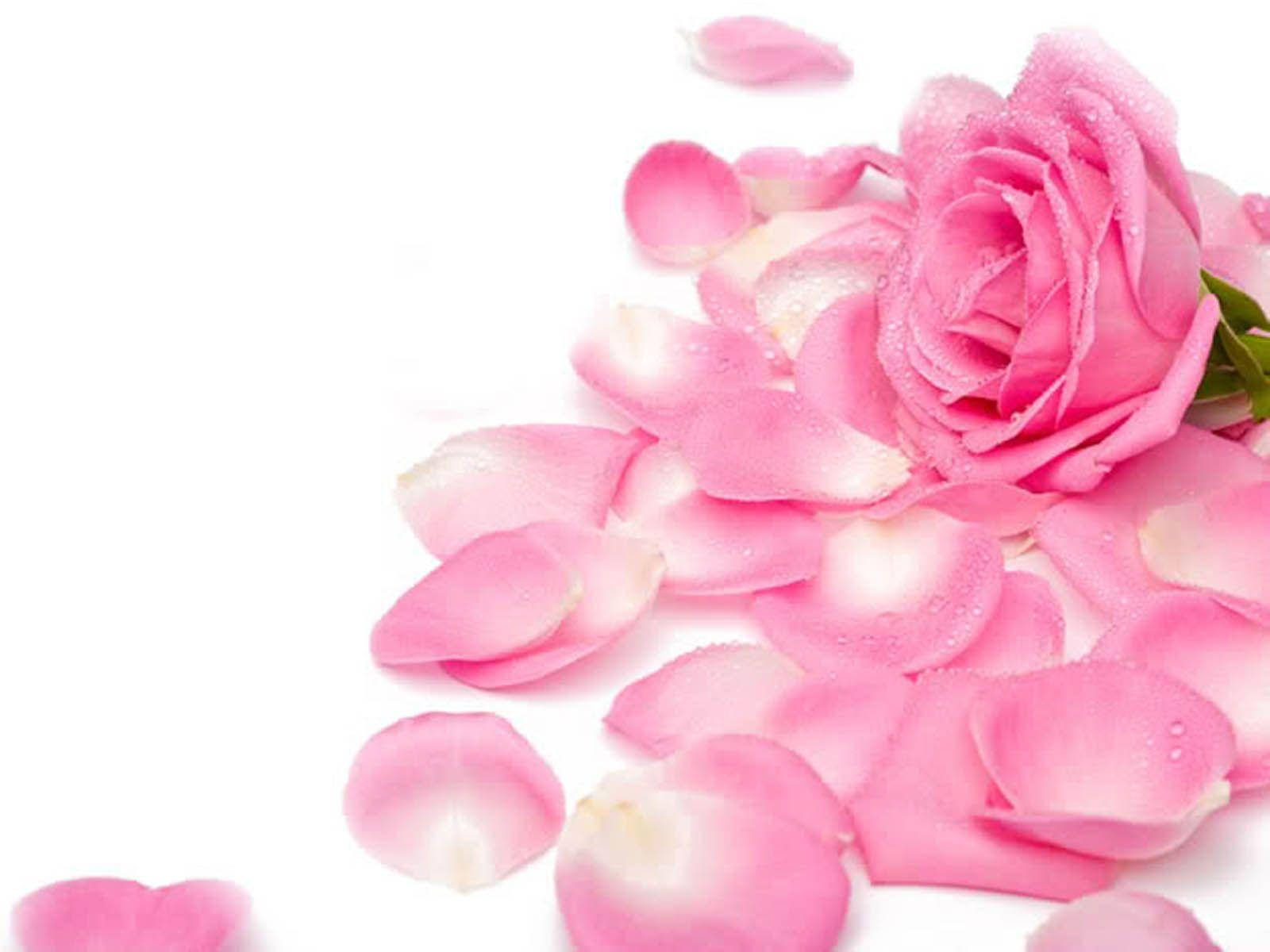 pink roses, dew drops, scattered petals, HD Desktop Wallpaper