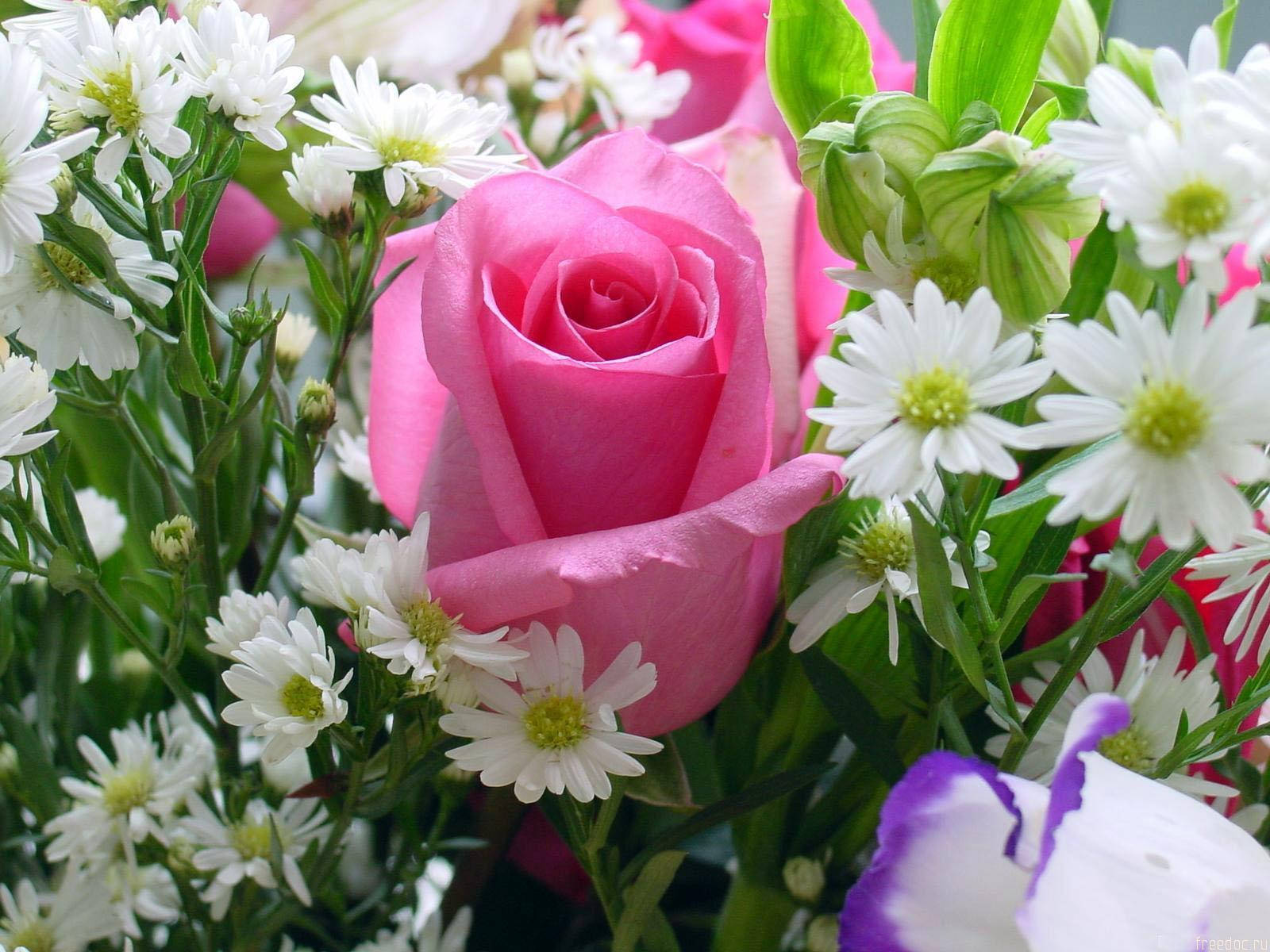 pink roses, white daisies, lush green stems, HD Desktop Wallpaper