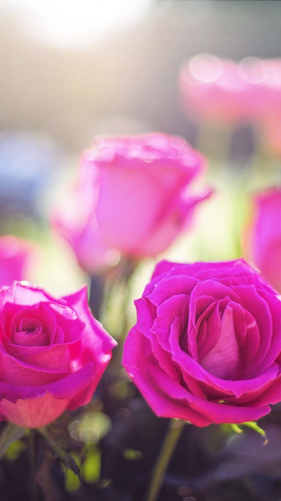 fuchsia pink roses, vibrant pink roses, warm sunlight, HD Phone Wallpaper