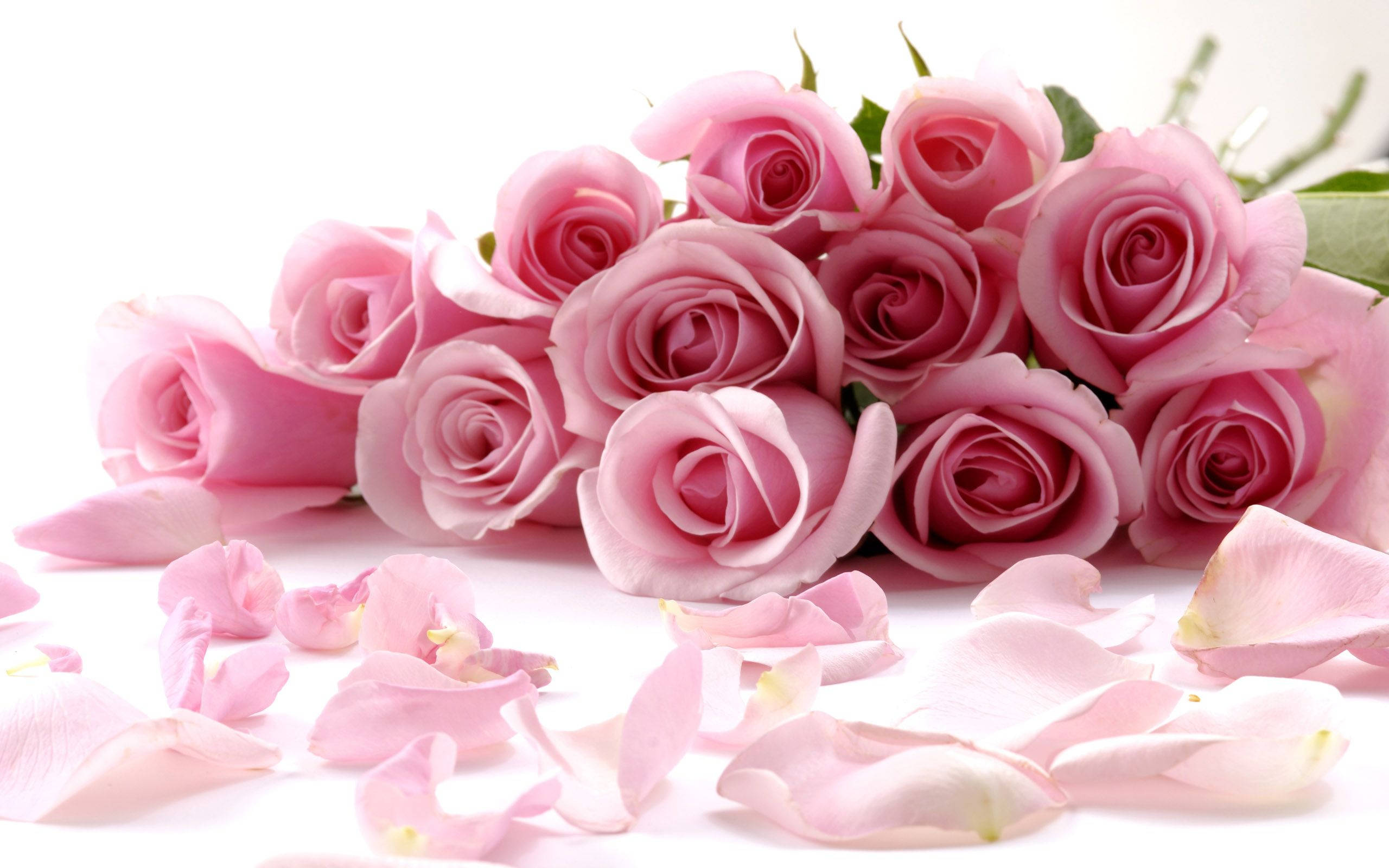 pink roses, fallen petals, bright white surface, 2K Desktop Wallpaper