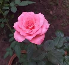 pink rose, garden, lush green leaves, SD Desktop Wallpaper