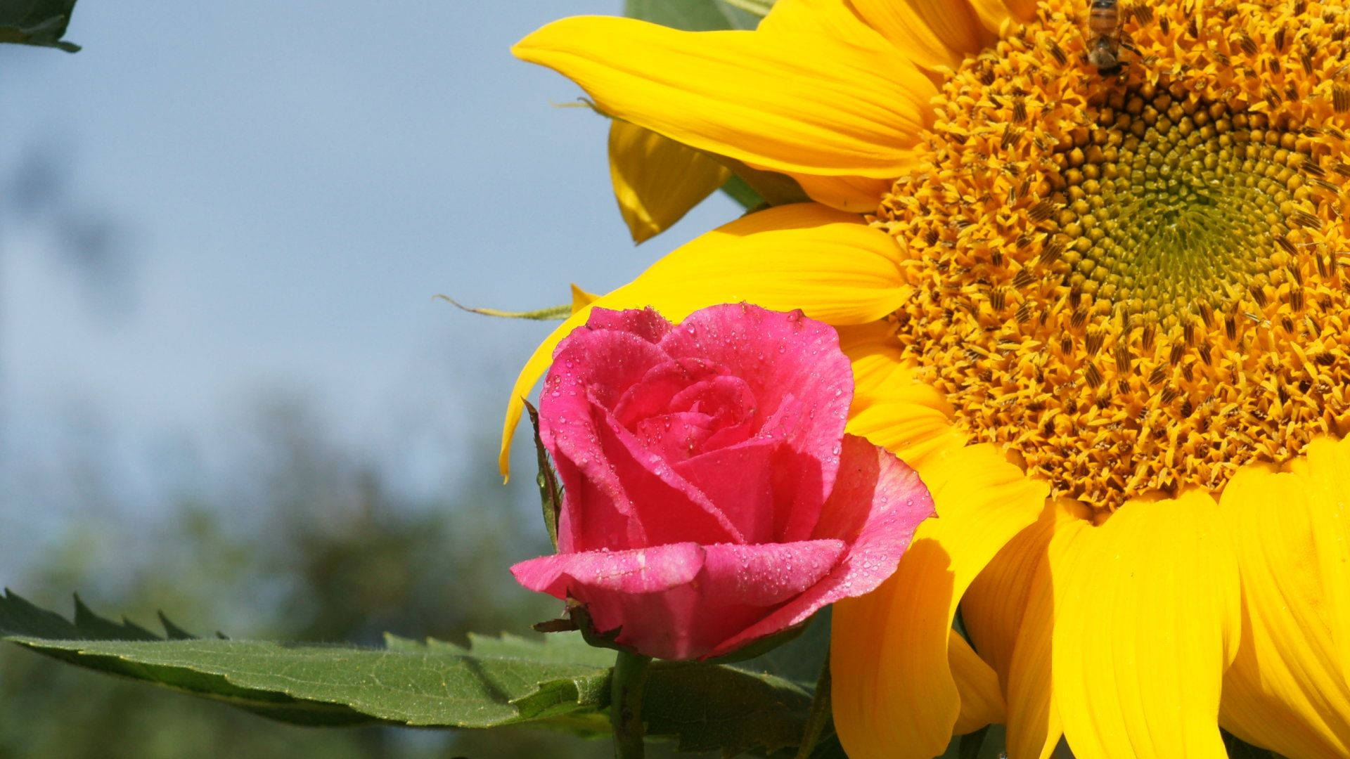 pink rose, golden sunflower, dew drops, Full HD Desktop Wallpaper