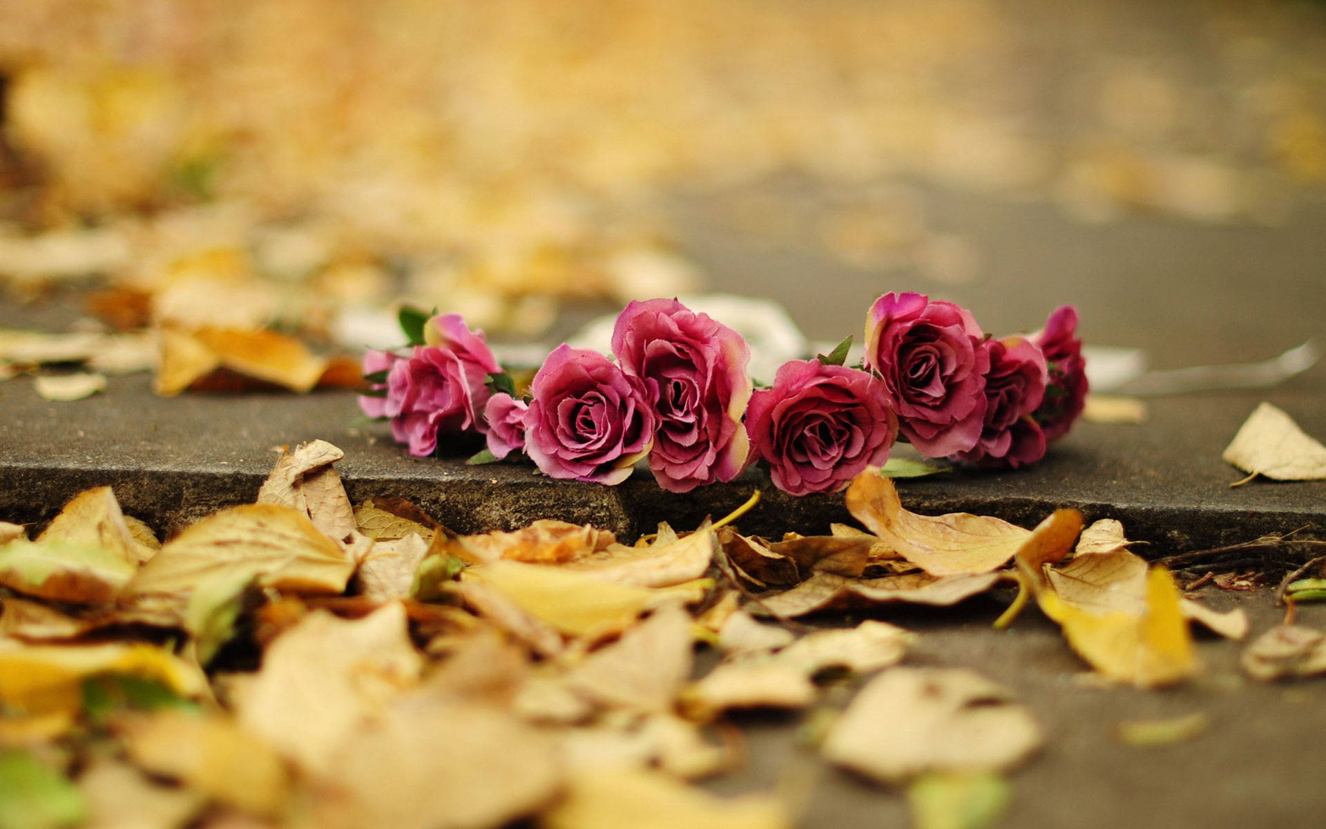 deep pink roses, stone step, golden autumn leaves, Full HD Desktop Wallpaper