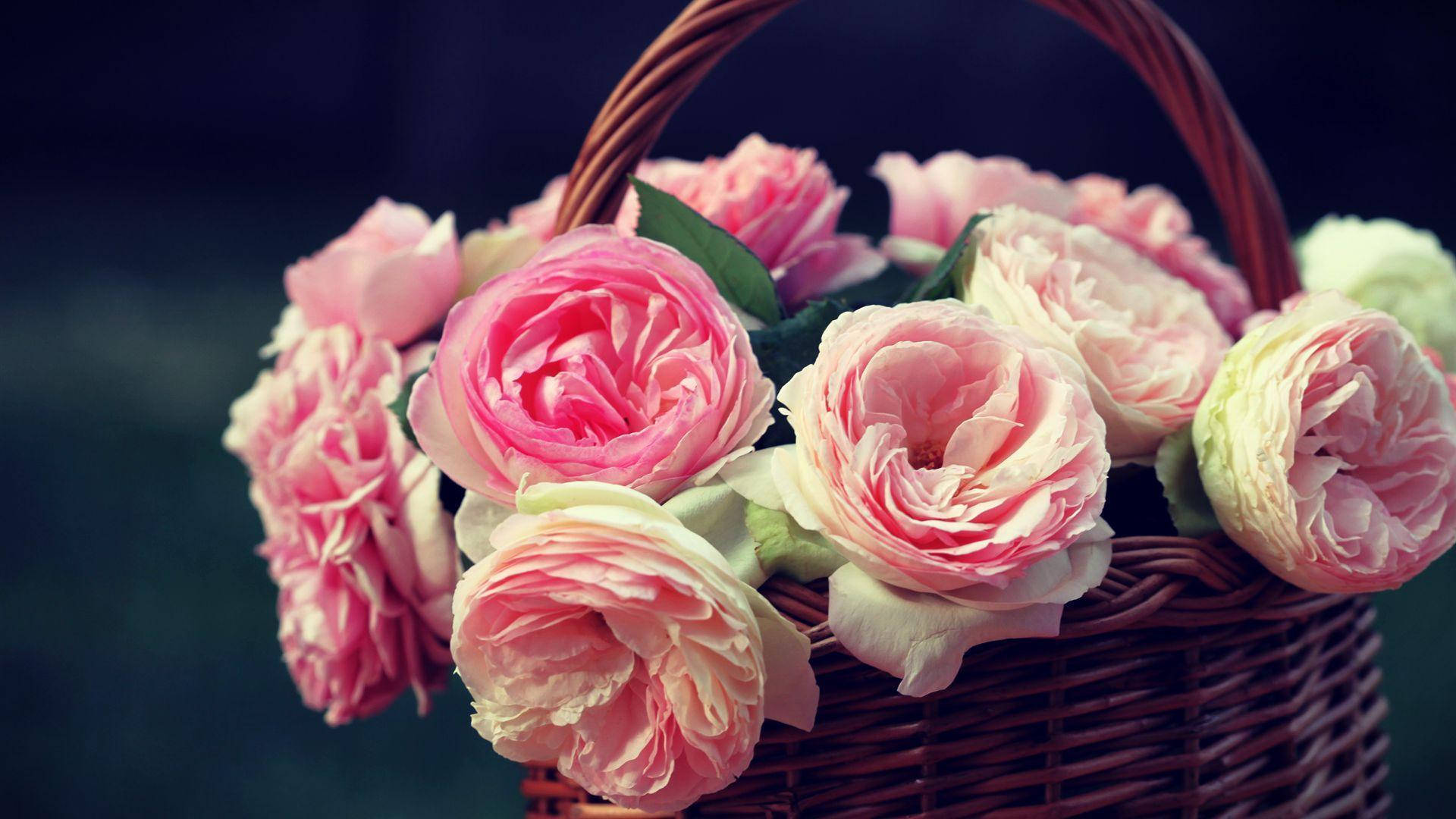 baby pink roses, wicker basket, soft pink, Full HD Desktop Wallpaper
