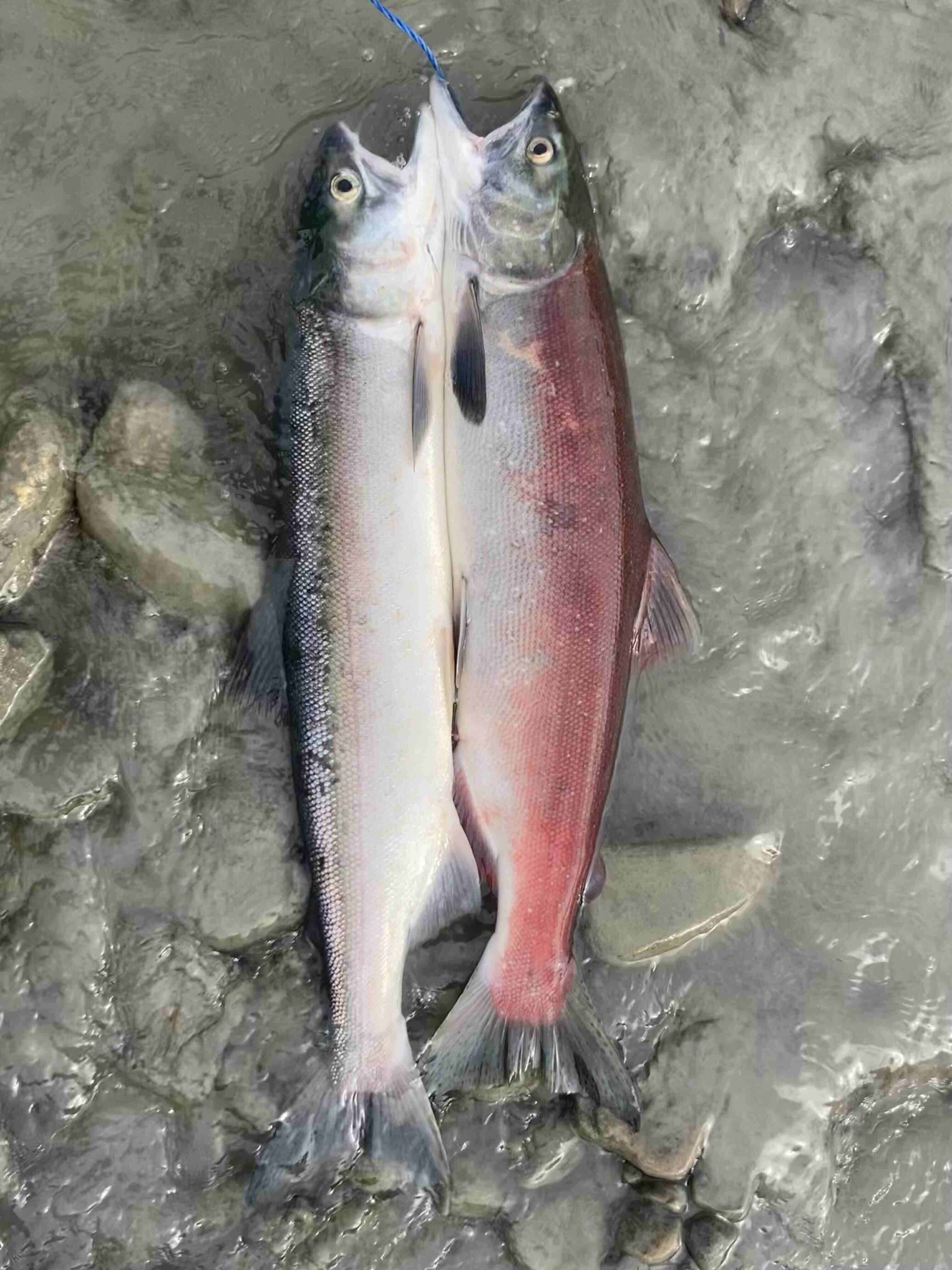 Pink Salmon, silver, red, 4K Phone Wallpaper