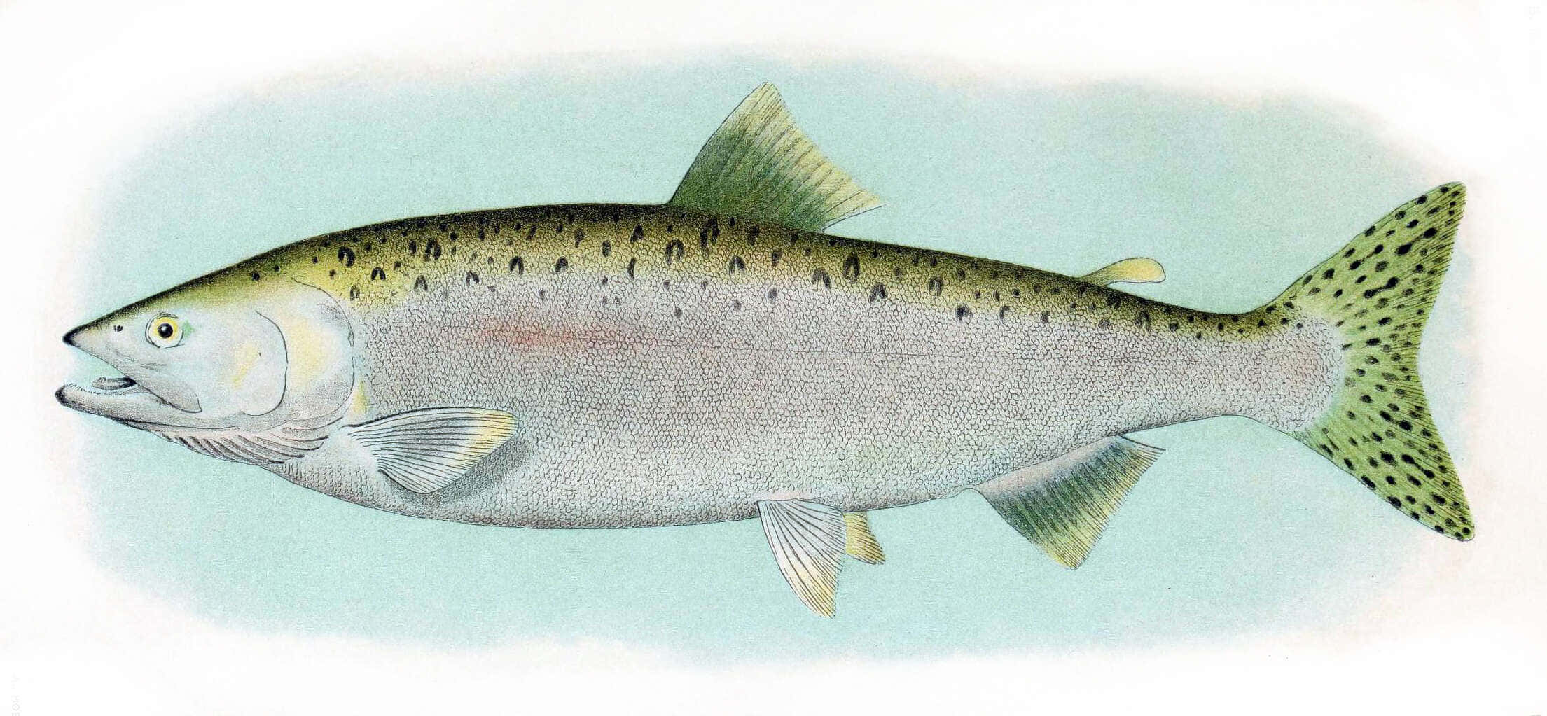 Pink Salmon, vintage illustration, spotted sides, Full HD Desktop Wallpaper