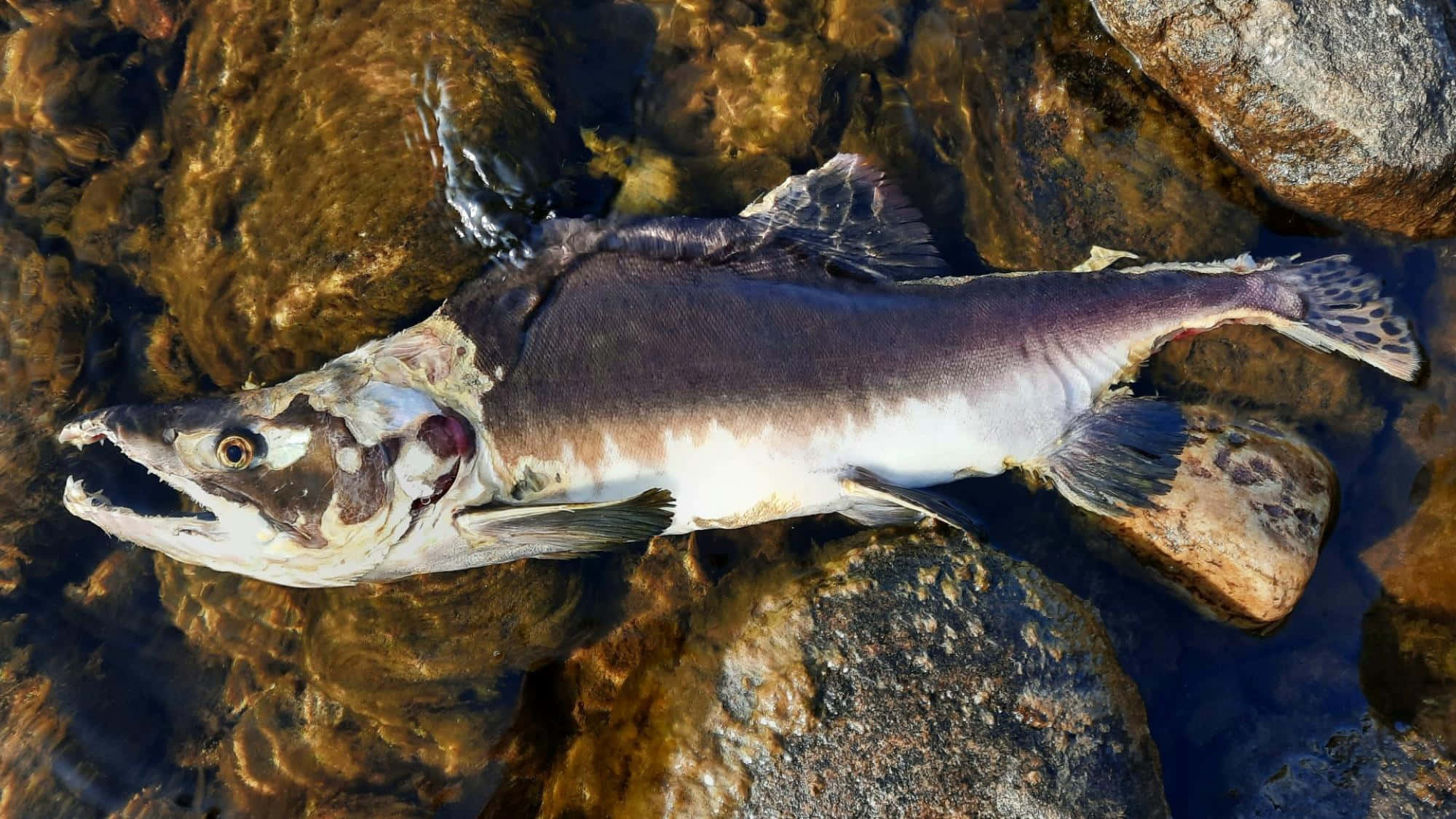 decomposing pink salmon carcass, purple and white scales, sunlit brown rocks, Full HD Desktop Wallpaper