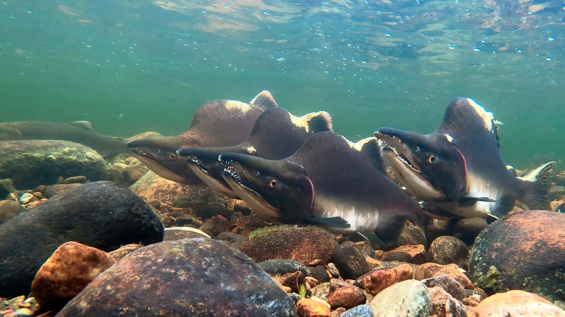 Pink Salmon, riverbed rocks, clear greenish water, Full HD Desktop Wallpaper