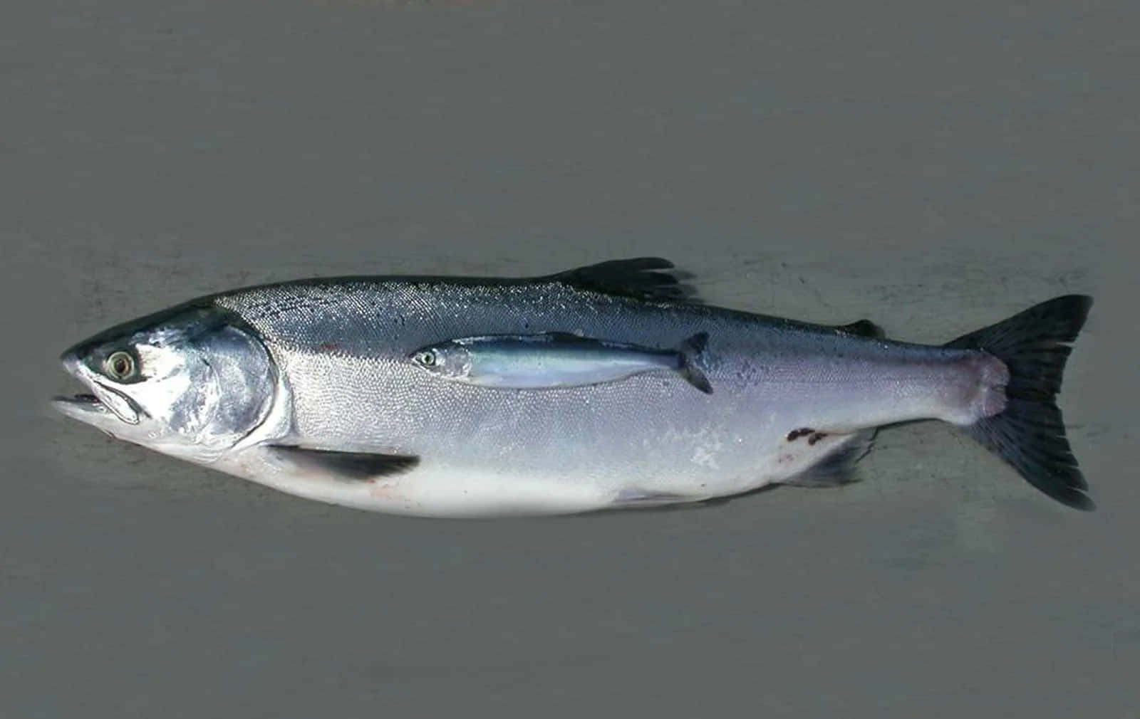 Pink Salmon, silver salmon, black fins, HD Desktop Wallpaper