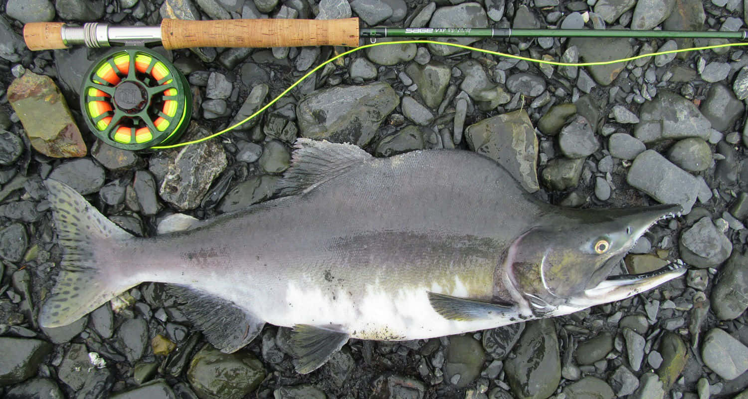 Pink Salmon, fly fishing rod, reel, HD Desktop Wallpaper