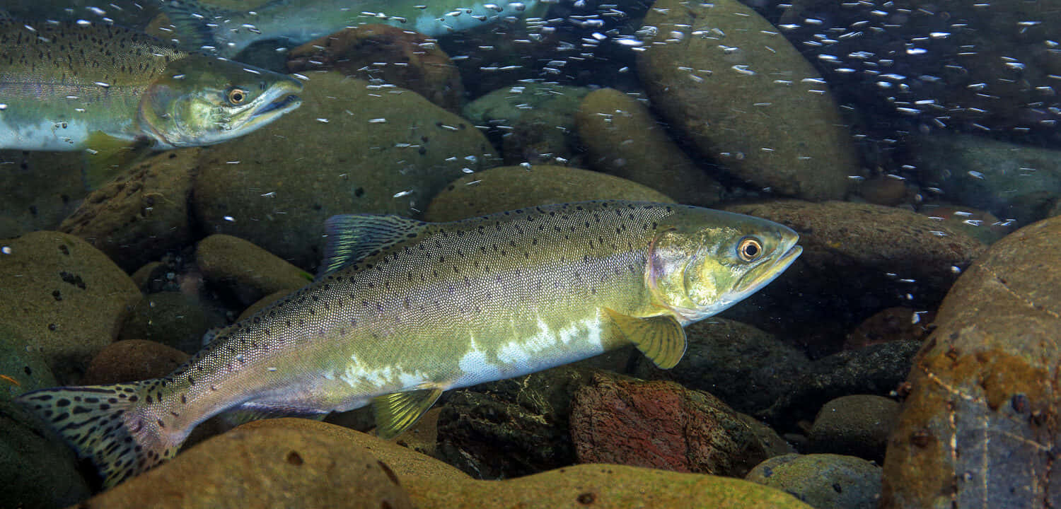 Pink Salmon, underwater scene, sunlit river rocks, HD Desktop Wallpaper