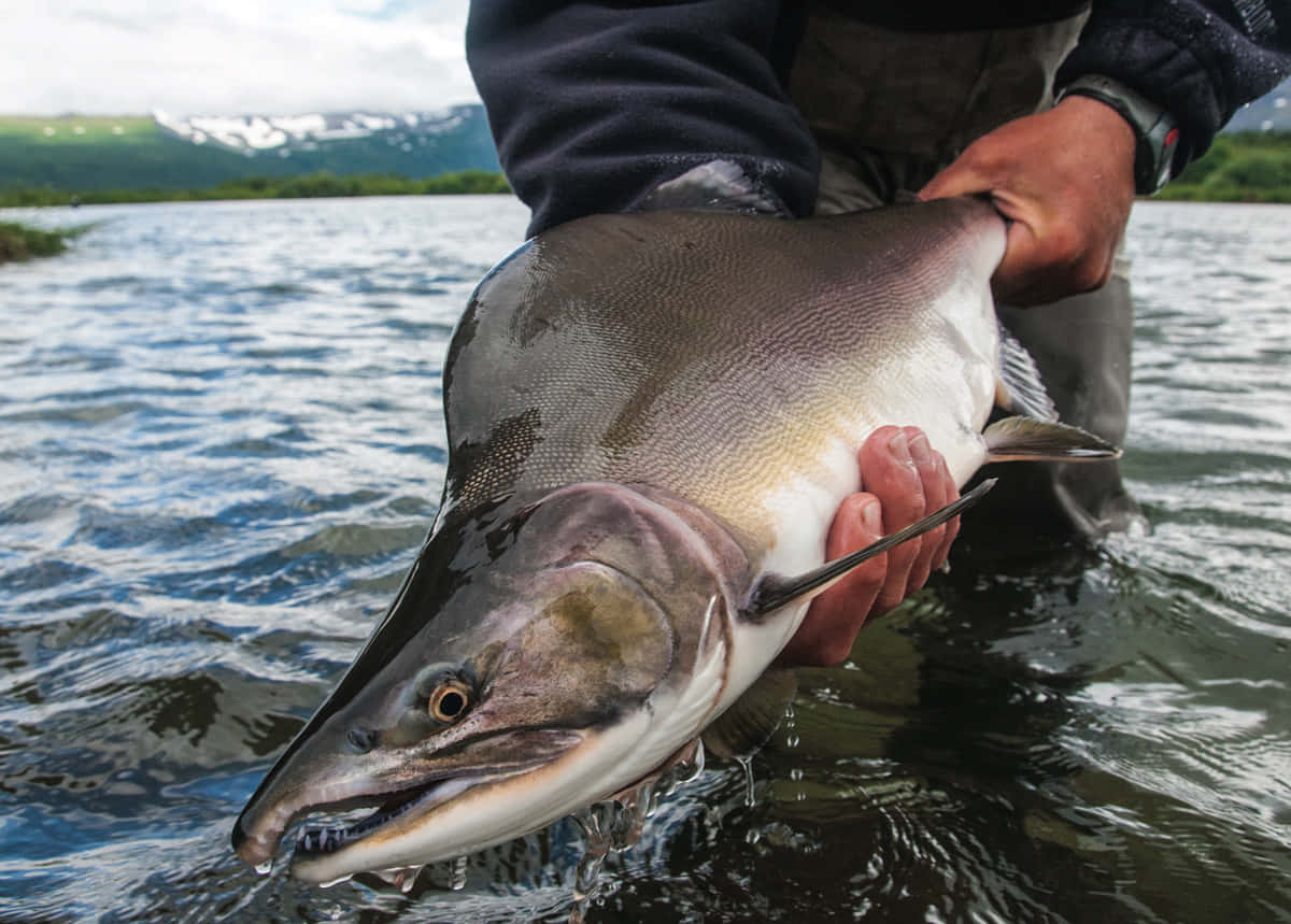 Pink Salmon, silver salmon, shallow river water, SD Desktop Wallpaper