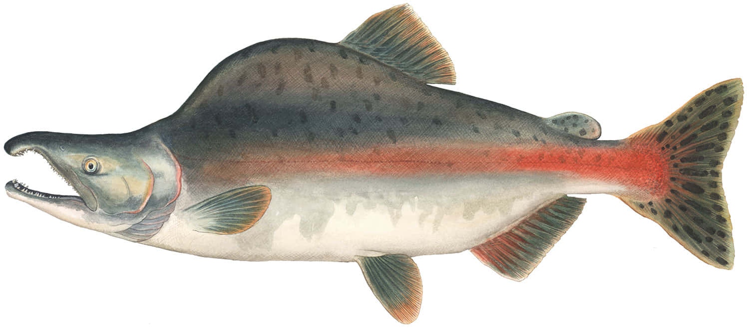 Pink Salmon, vintage illustration, speckled dark back, HD Desktop Wallpaper