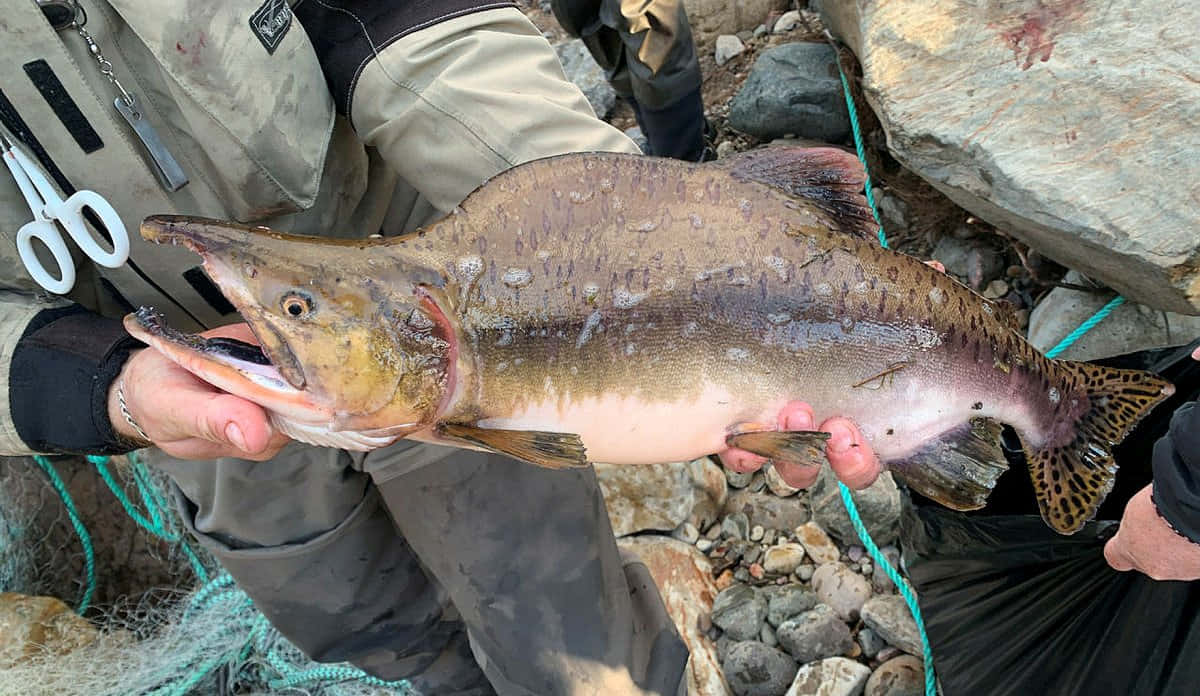 Pink Salmon, rocky riverbank, speckled brown sides, SD Desktop Wallpaper