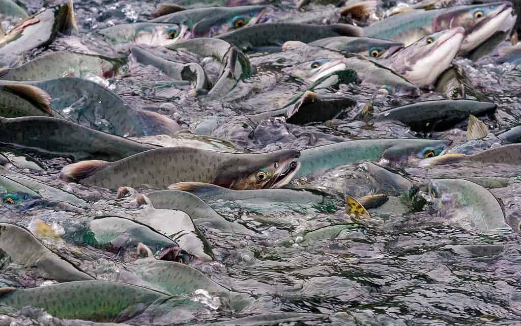 Pink Salmon, spawning frenzy, silver salmon, SD Desktop Wallpaper