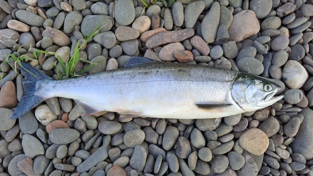 Pink Salmon, river pebbles, gray brown and tan river rocks, SD Desktop Wallpaper