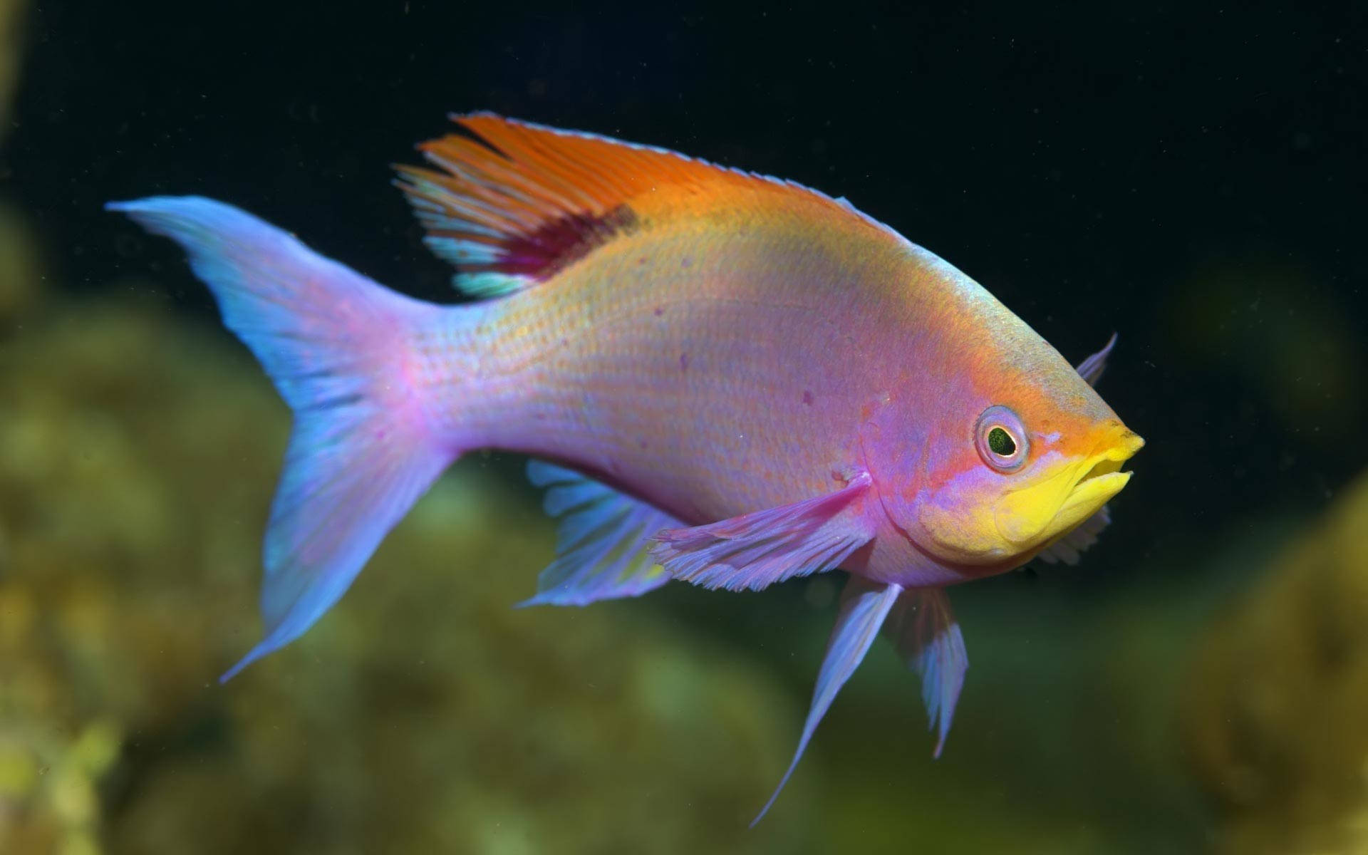 Cool Pink Fish, vibrant tropical fish, pink orange and blue fins, Full HD Desktop Wallpaper