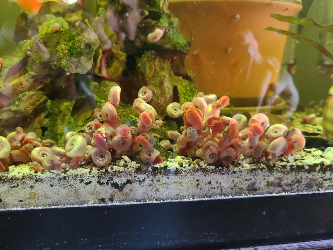 Pink Snail