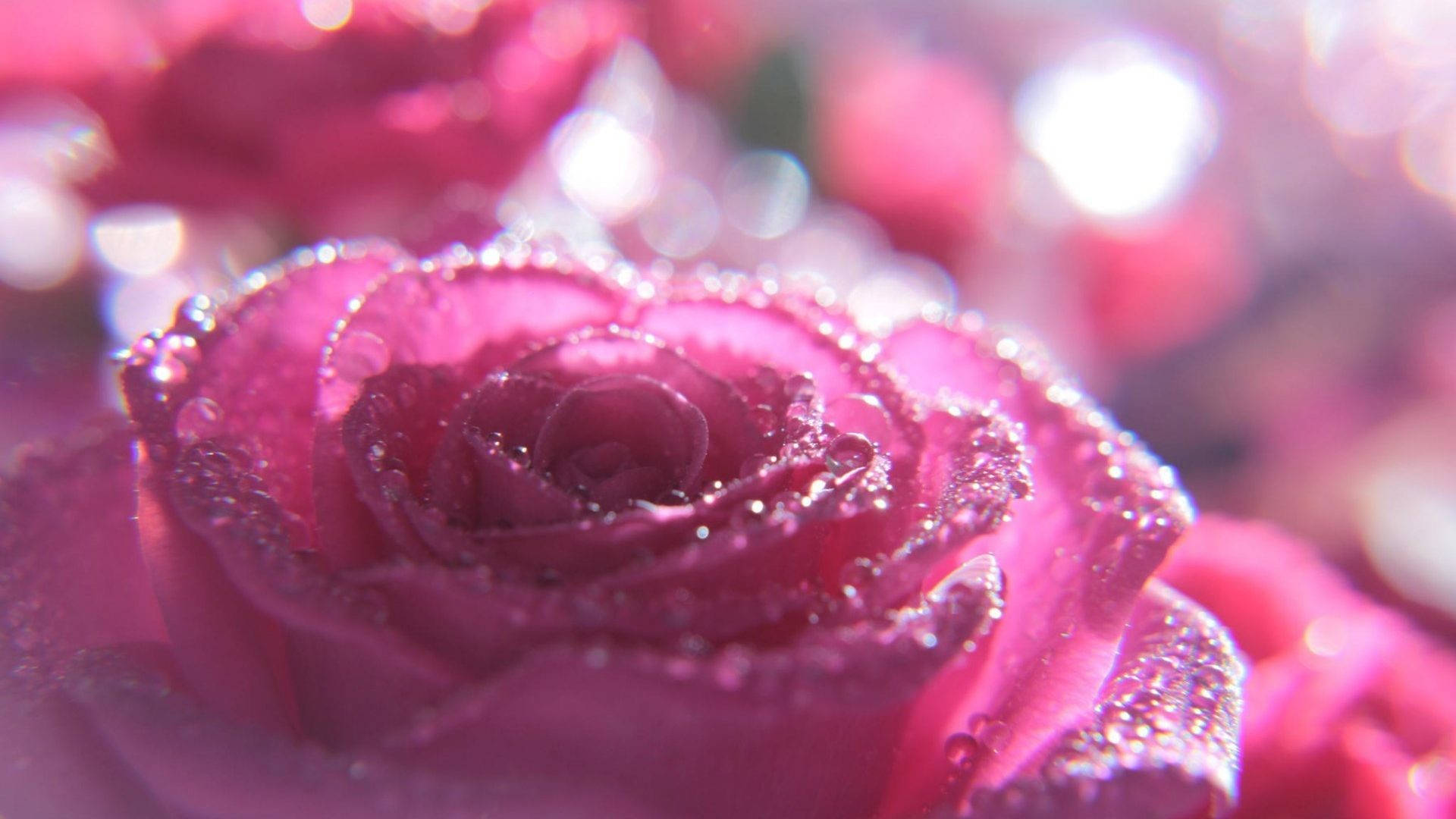 Pink Sparkle, vibrant pink rose, dewdrops, Full HD Desktop Wallpaper