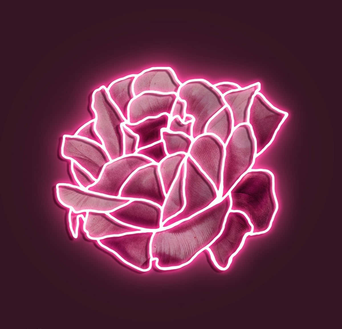 neon pink, glowing, rose, SD Desktop Wallpaper