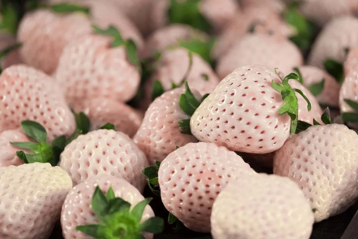 Pink Strawberry, plump pale pink strawberries, green leaves, HD Desktop Wallpaper