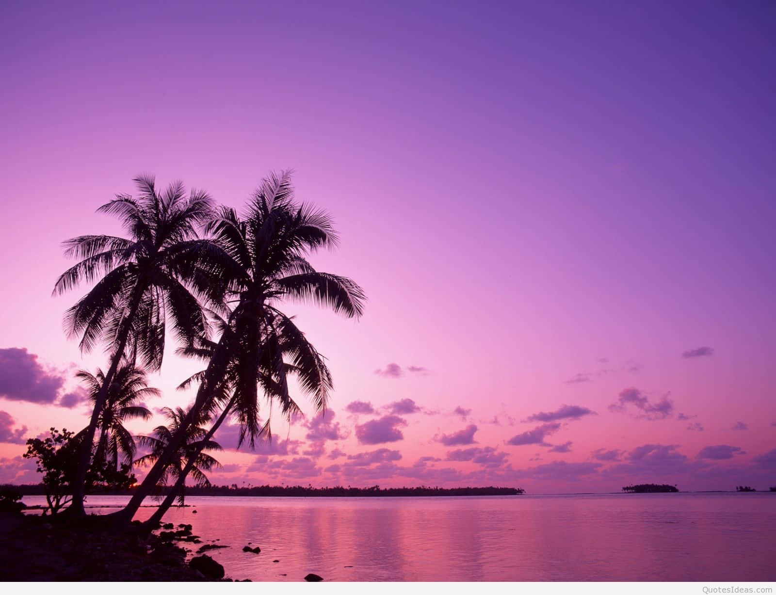 Pink Summer, palm trees, vibrant purple and pink sunset, HD Desktop Wallpaper