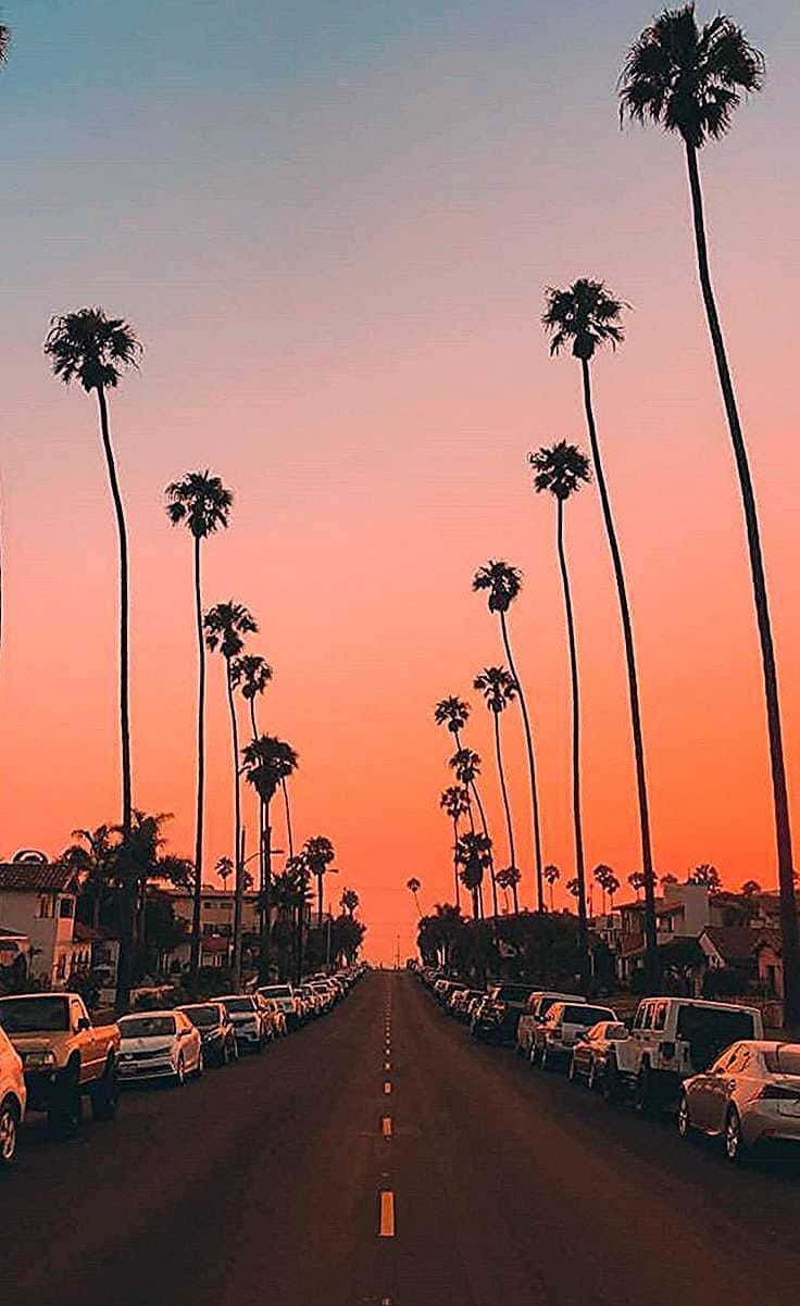Pink Summer, palm trees, vibrant orange and pink sunset sky, SD Phone Wallpaper